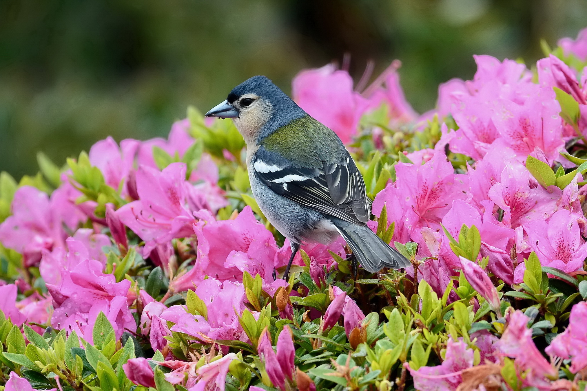 Птицы живущие в цветах. Зяблик. Красивые птицы. Цветы и птицы. Красивые птицы на цветах.