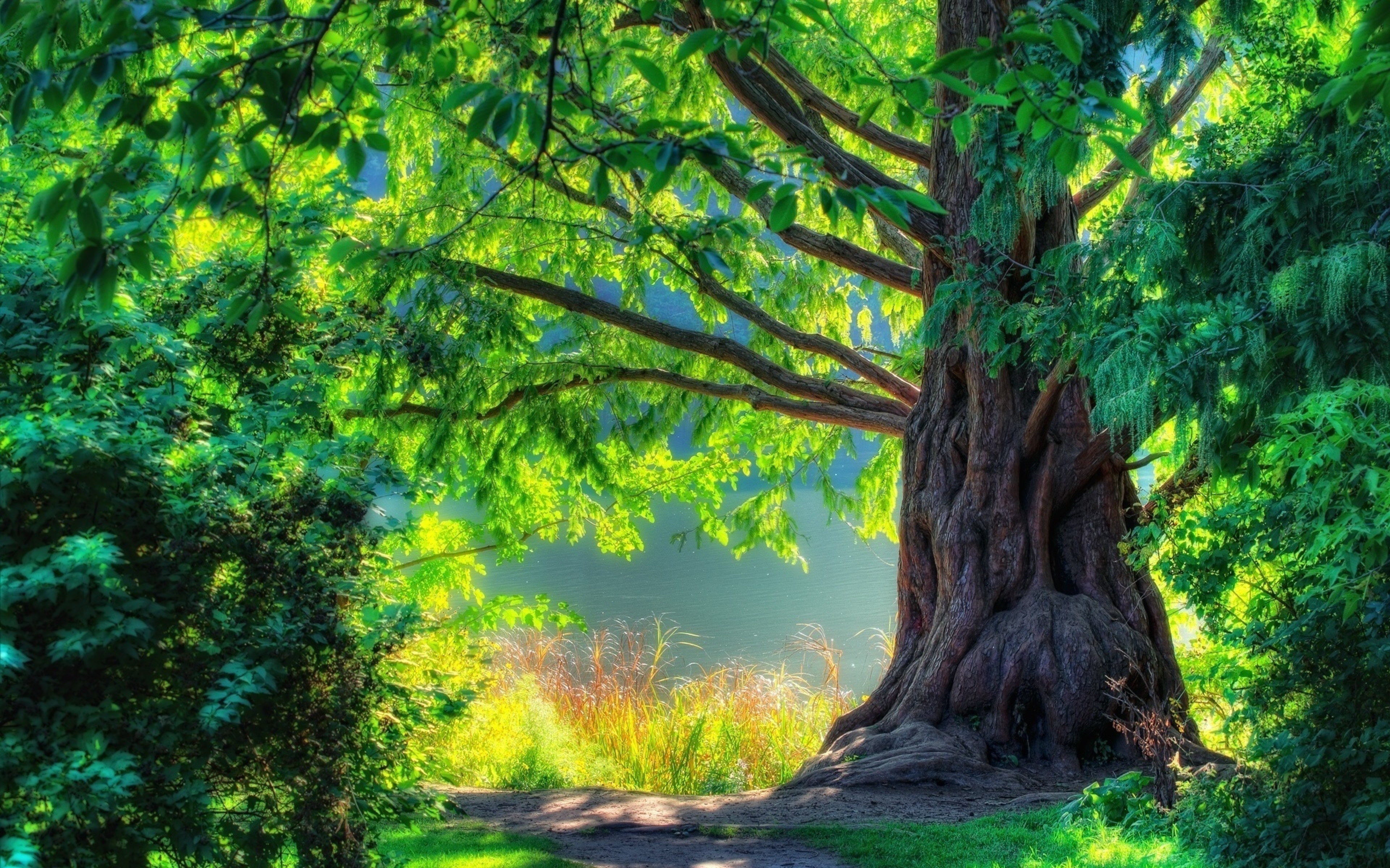 Условия жизни деревьев. Милорн дерево. Сказочное дерево. Дерево красиво. Красивое дерево в лесу.