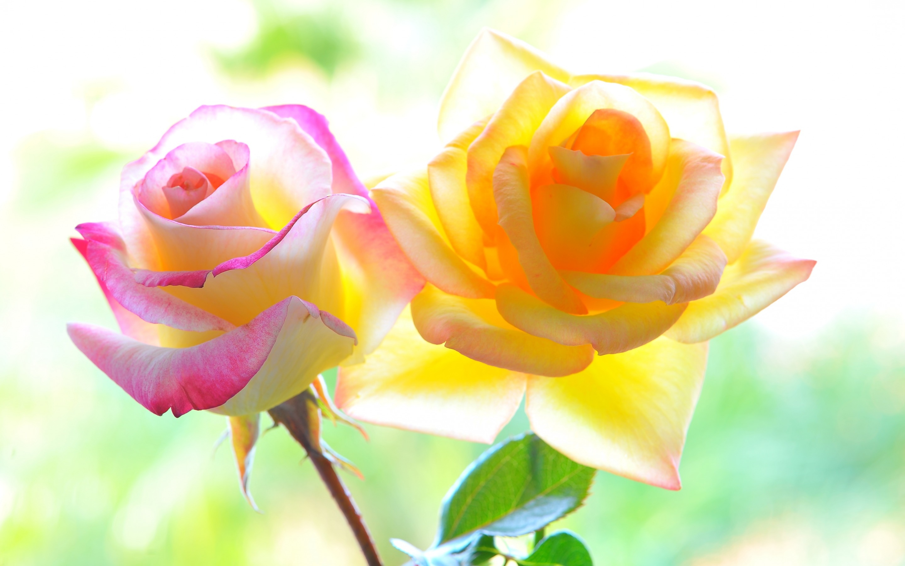 Желто розовая картинка. Цветы розовый желтый. Желто розовые розы. Розы яркие желтые.