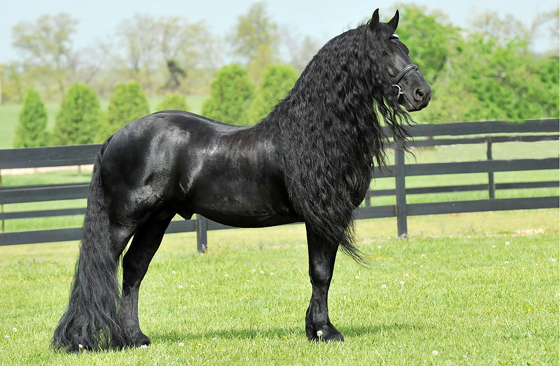 Черная распространенная порода. Фризский жеребец Фредерик Великий. Фриз Фризская лошадь. Пепельно Вороная лошадь.
