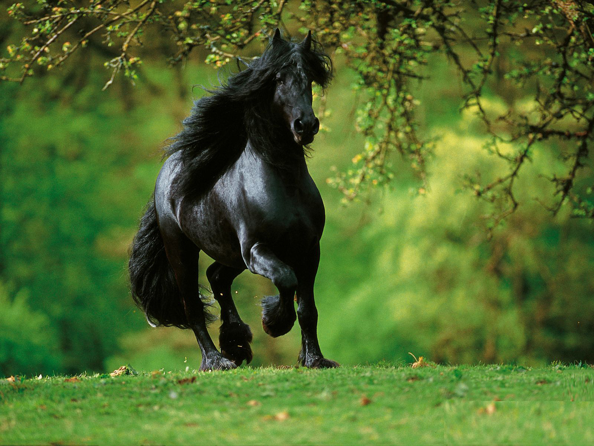 Конь мой вороной. Фризская лошадь. Красивый конь. Черный конь. Картинки на рабочий стол лошади.