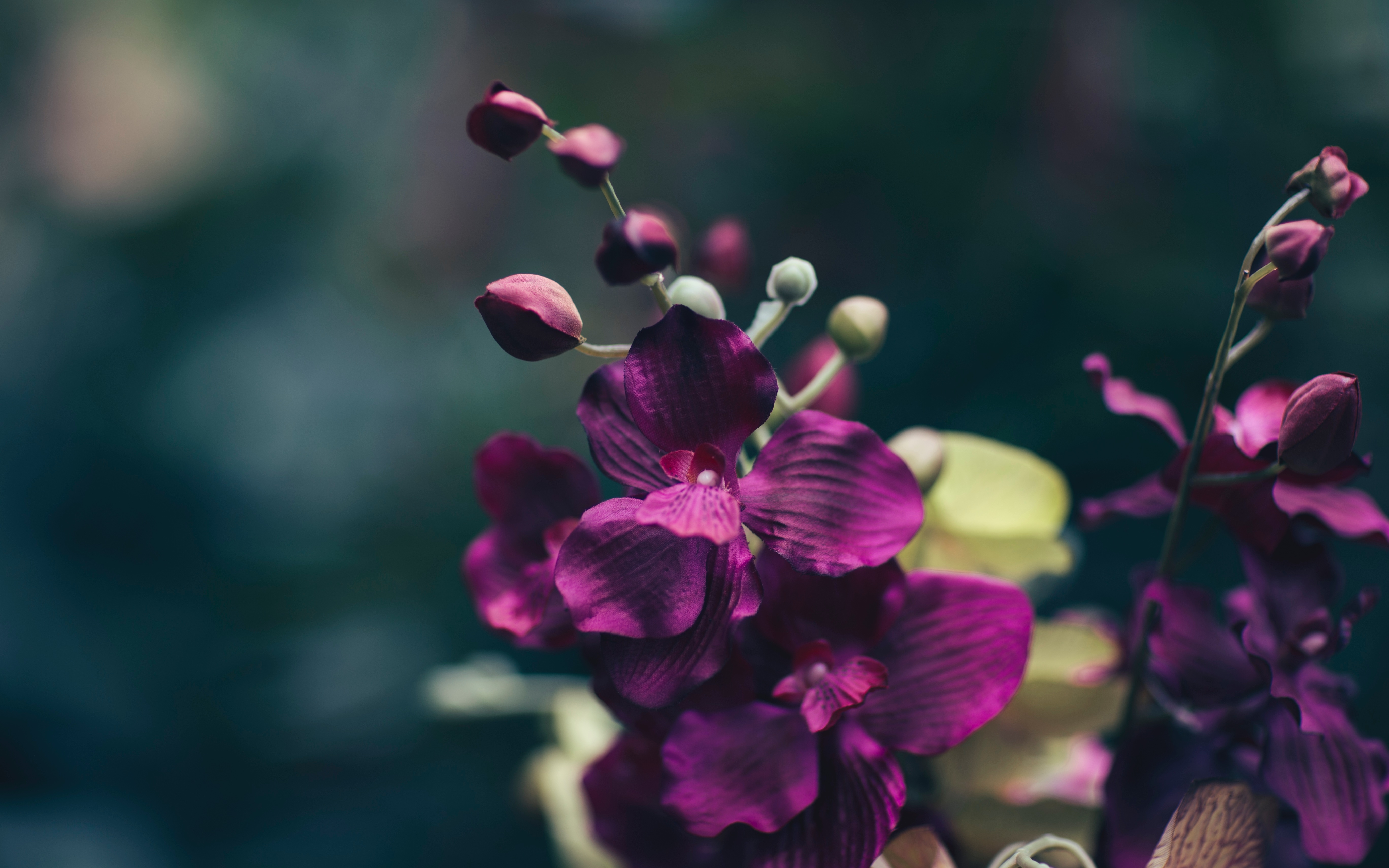 Flower mm2. Фиолетовые цветы. Сиреневые цветы. Пурпурные цветы. Цветы Макросъемка.