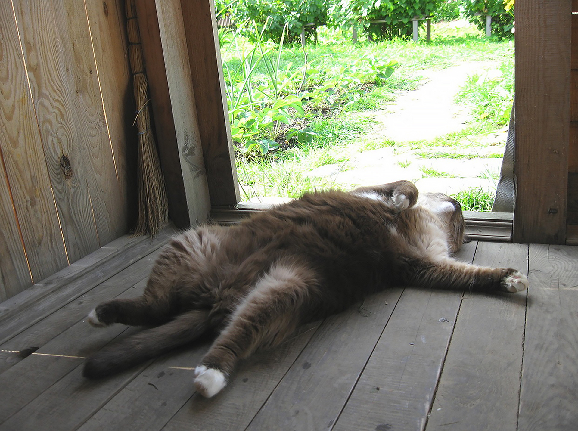 Разбудили видео. Отдыхающий кот. Кот на даче. Кошка отдыхает. Веселый котик летом на даче.