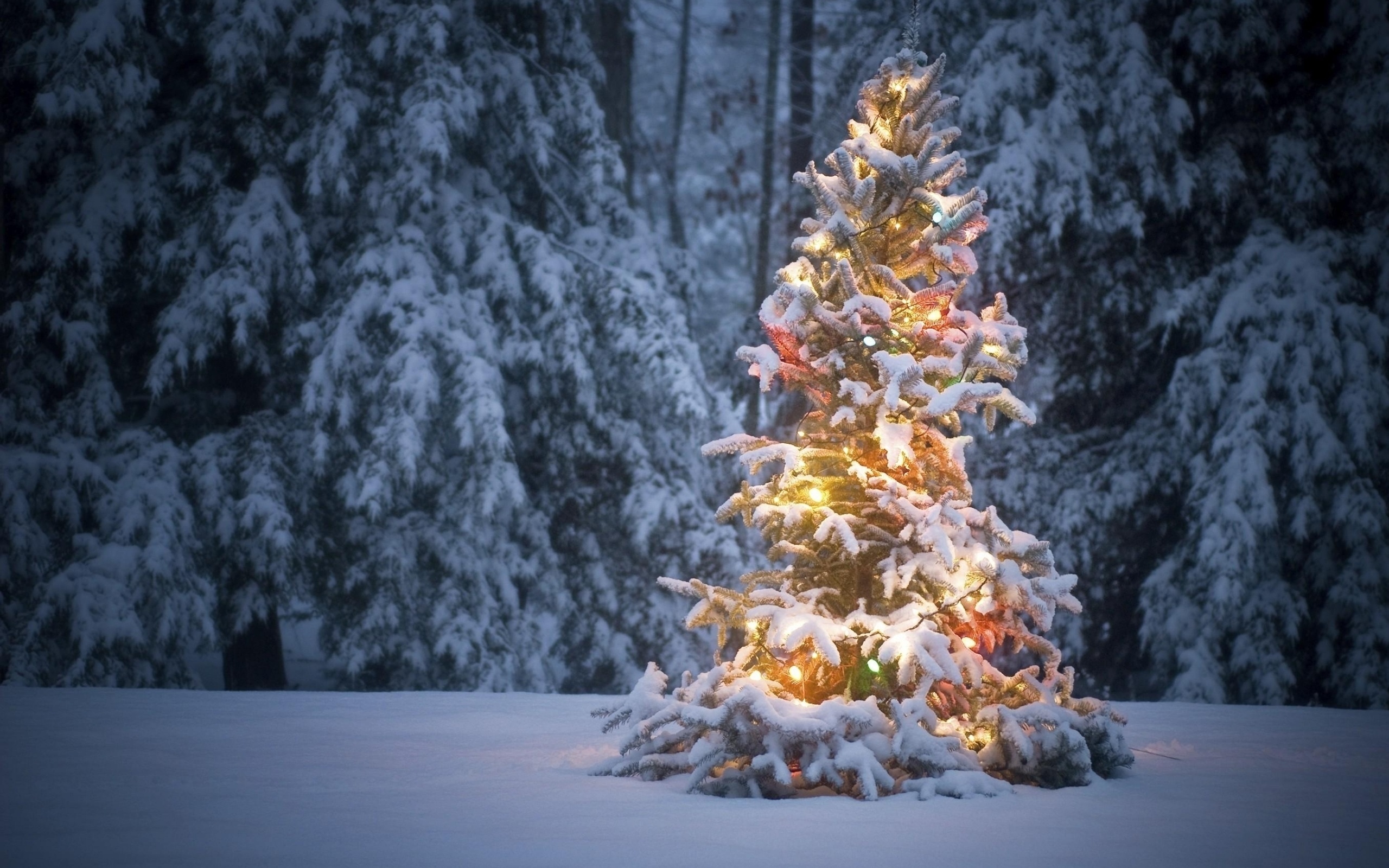 Обои зима, праздник, новый год, снег, ель, лес, мороз, рождество на рабочий  стол