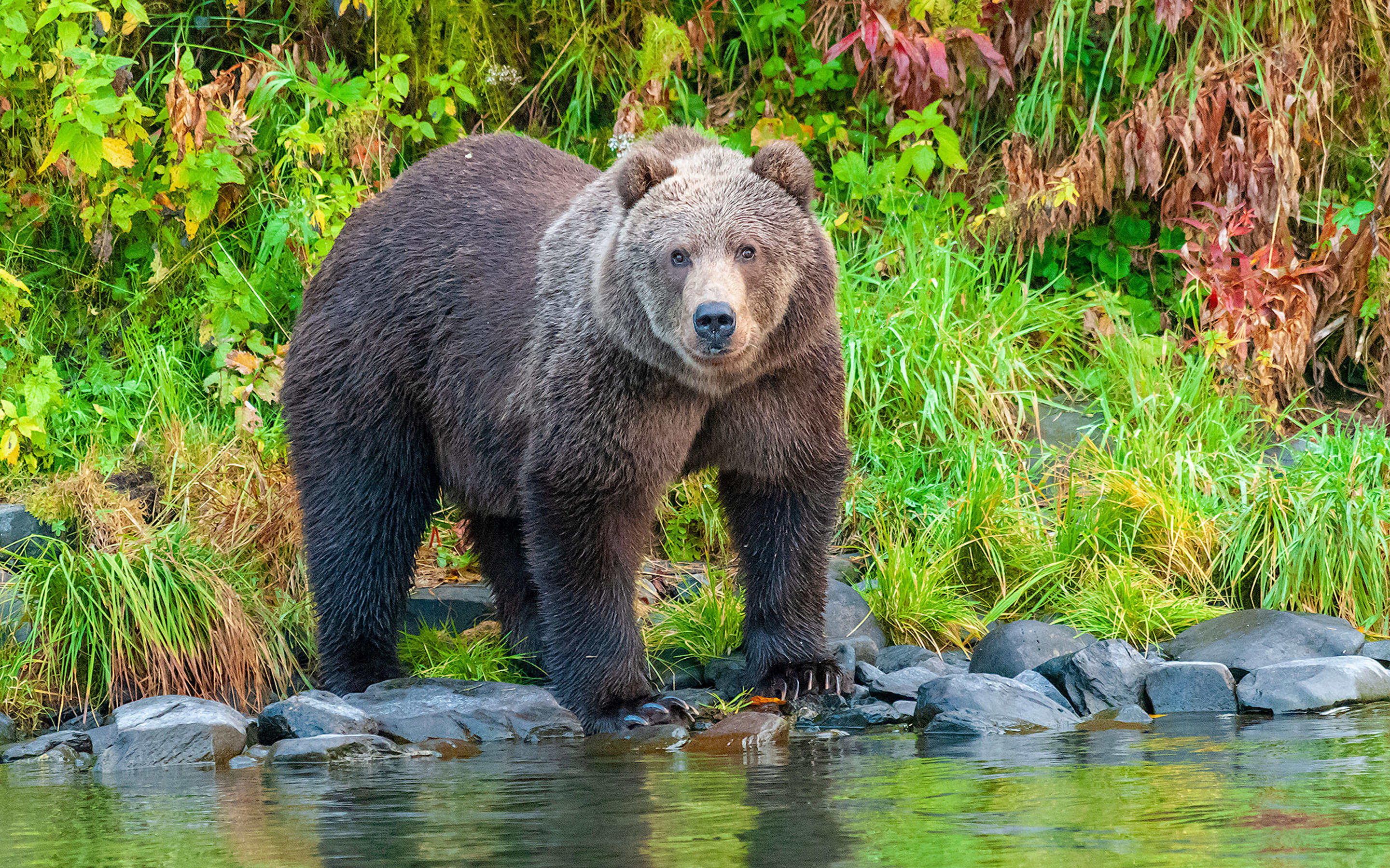 Медведь крупное млекопитающее. Аляскинский бурый медведь. Сибирский бурый медведь. Бурый медведь обыкновенный.. Бурый медведь (Ursus arctos).