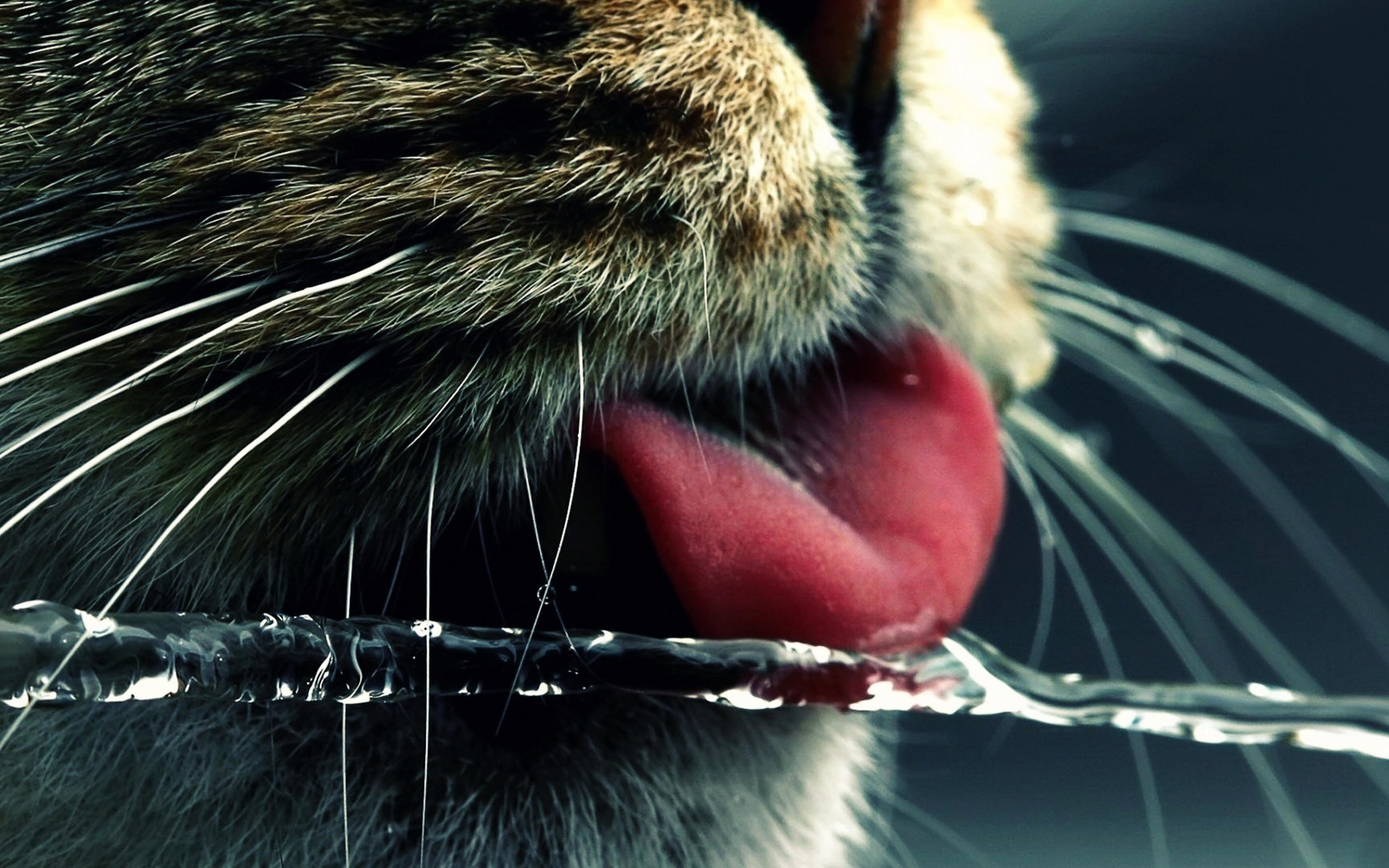 Кошка вода нос. Кошачий нос Макросъемка. Язык кошки Макросъемка. Кошка крупным планом. Картинки на рабочий стол кошки.