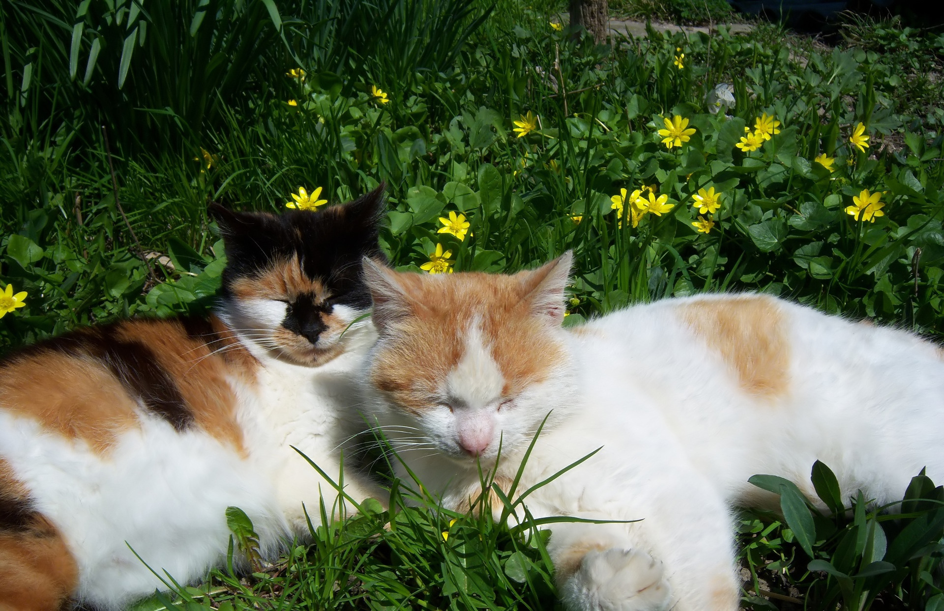 Picture me cats. Кошки и цветы. Кот в цветах. Кот и кошка.