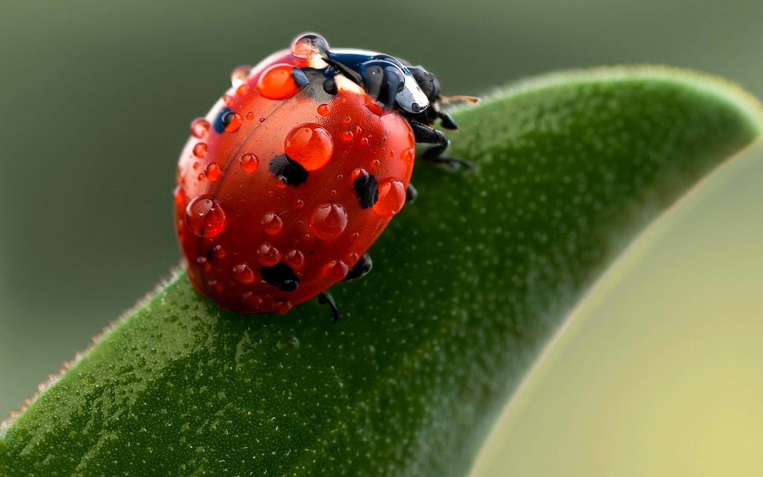 Кот и божья коровка. Семиточечная Божья коровка. Ladybug Божья коровка. Двенадцатиточечная Божья коровка (Coleomegilla maculata). Макросъёмка Божья коровка.