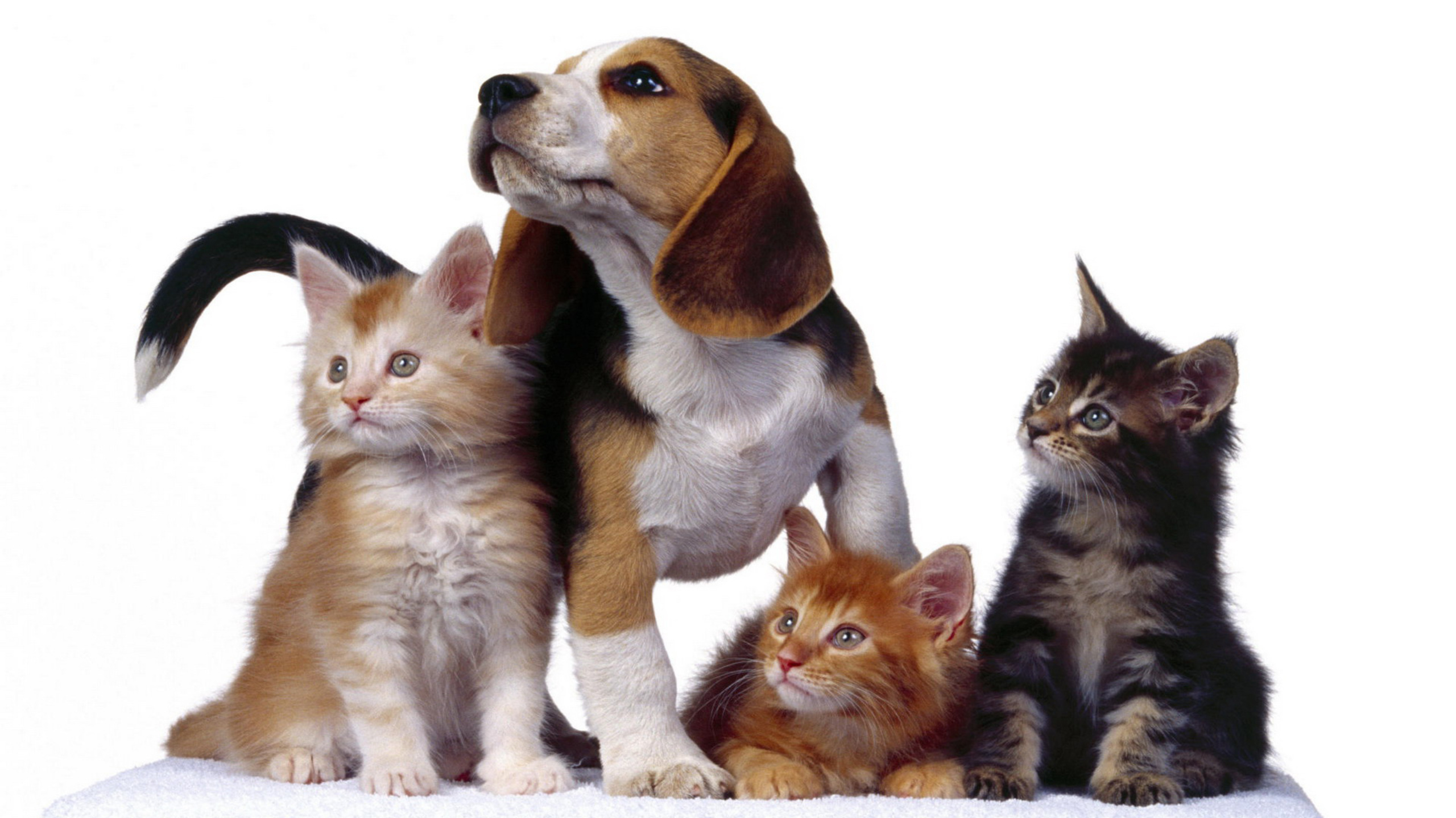 Кошки и т д. Собачки и кошечки. Щенок и котенок. Домашние животные кошки и собаки. Три кошки.