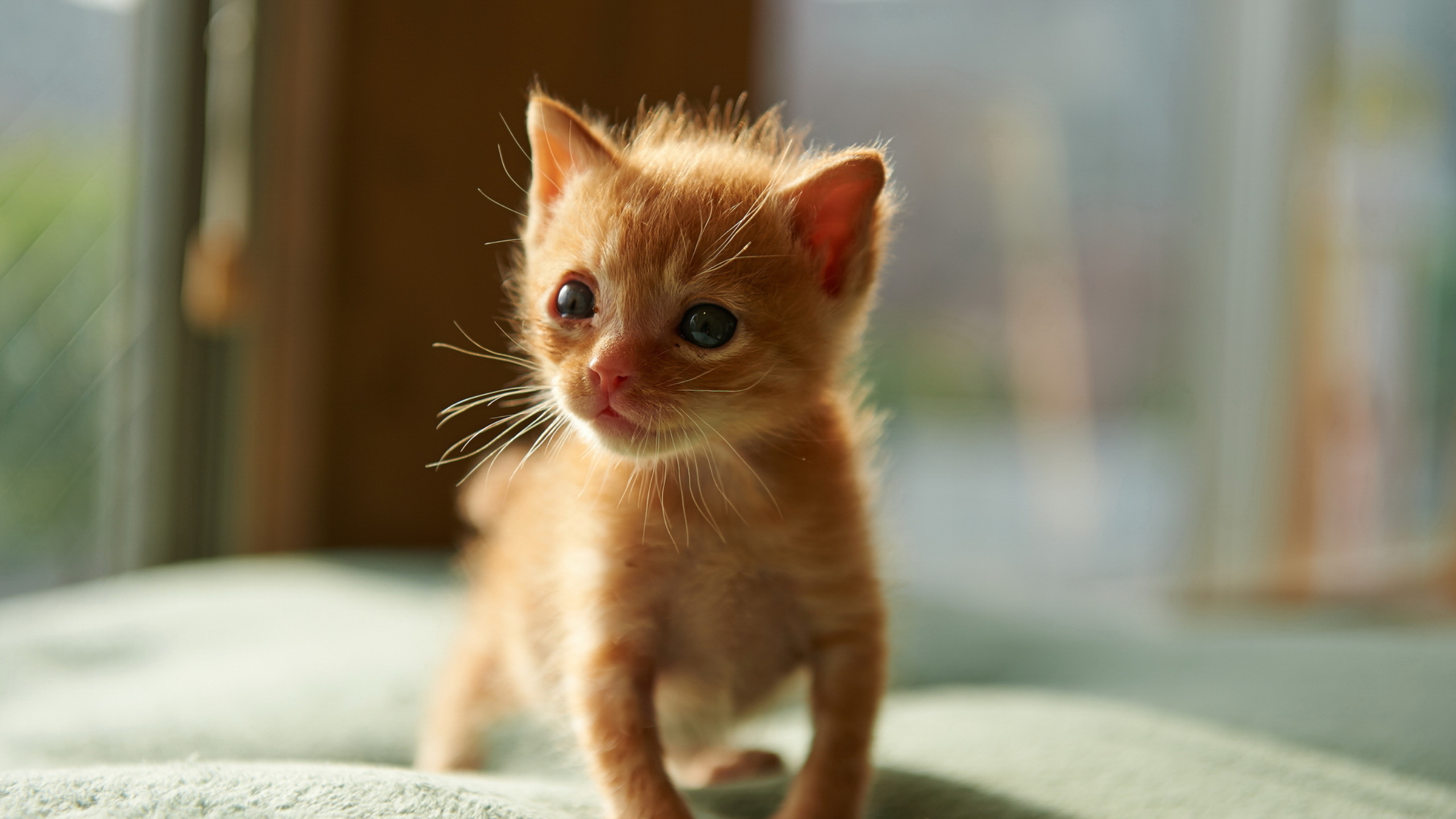 Фото Маленьких Котиков