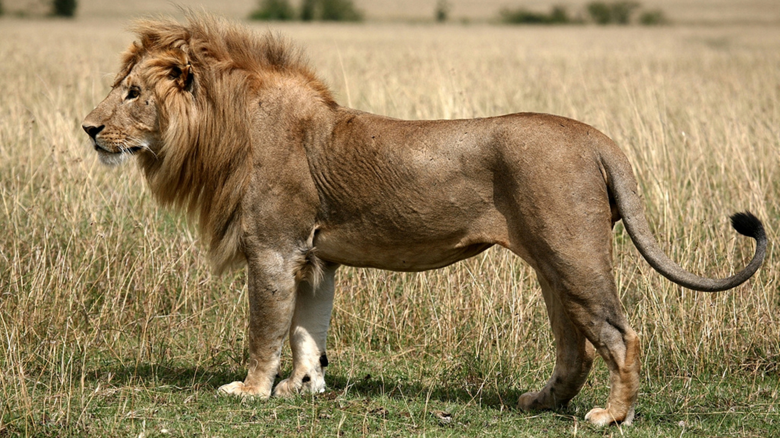Полные лев. Масайский Лев. Сенегальский западноафриканский Лев. Восточноафриканский (масайский) Лев. Лев животное вид сбокк.