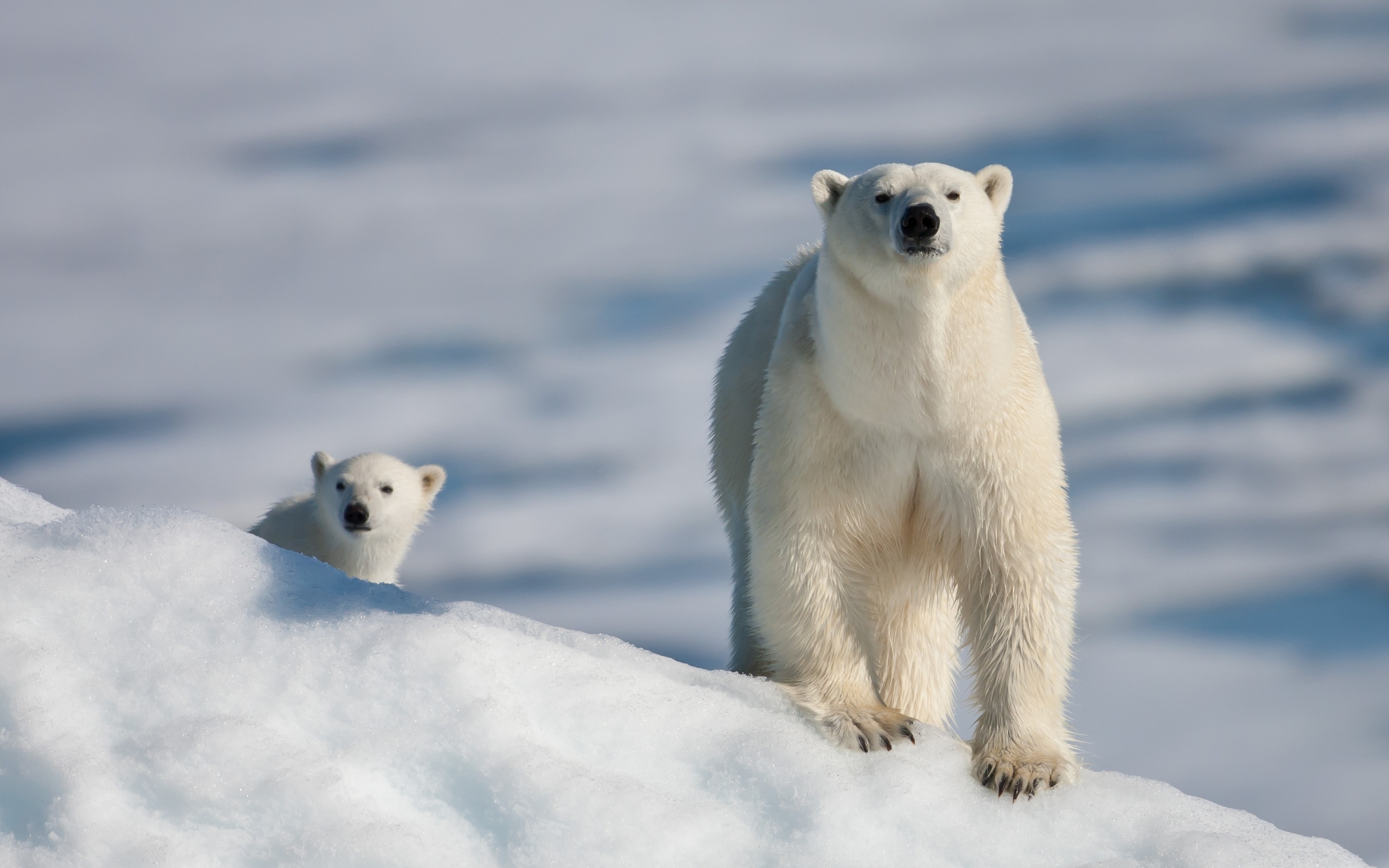 Обитатели снегов. Белый медведь. Полярный медведь. Белый мишка. Животные севера белый медведь.