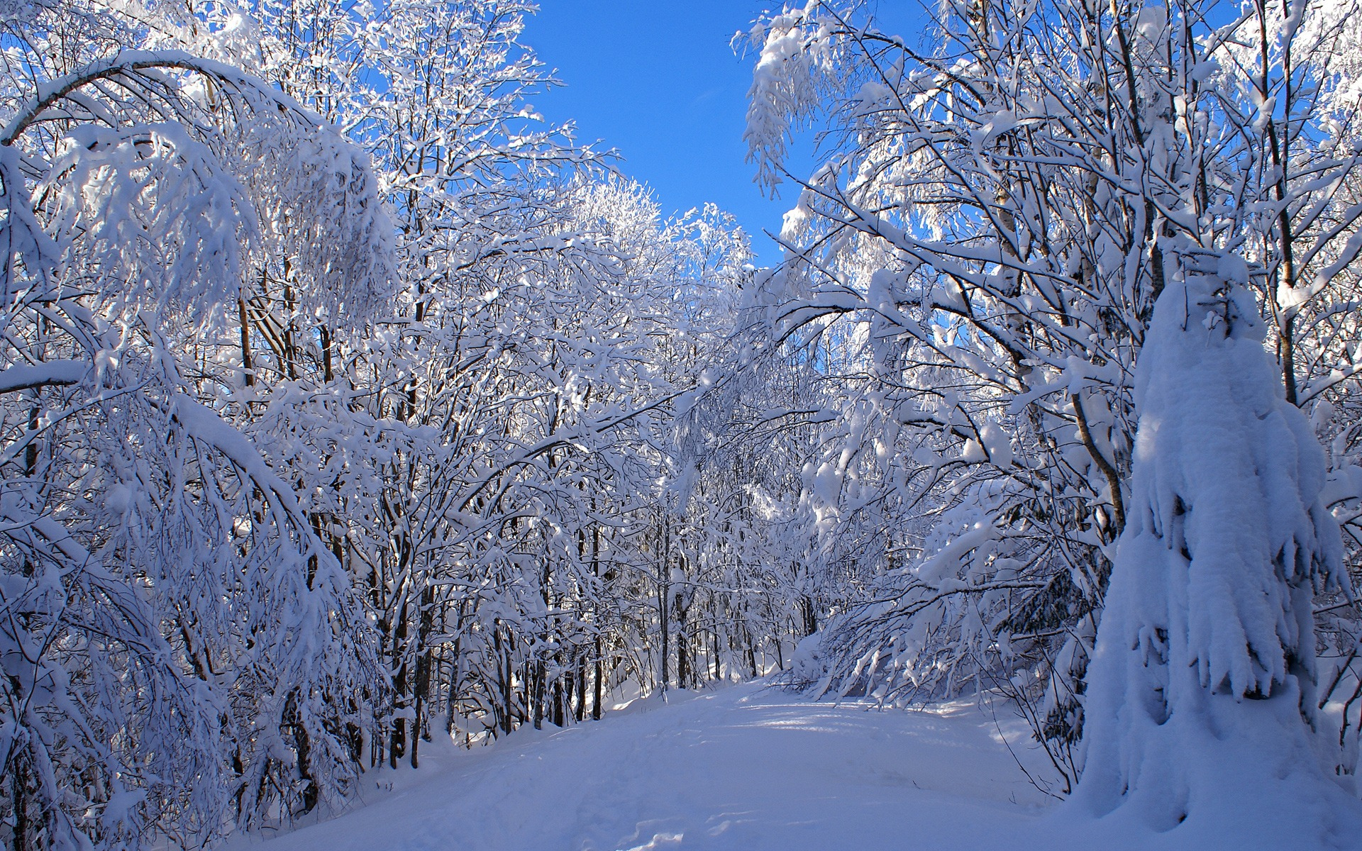 Зимняя природа. Зимний лес. Зимние картинки. Пейзаж зимнего леса. Самоцветы снег