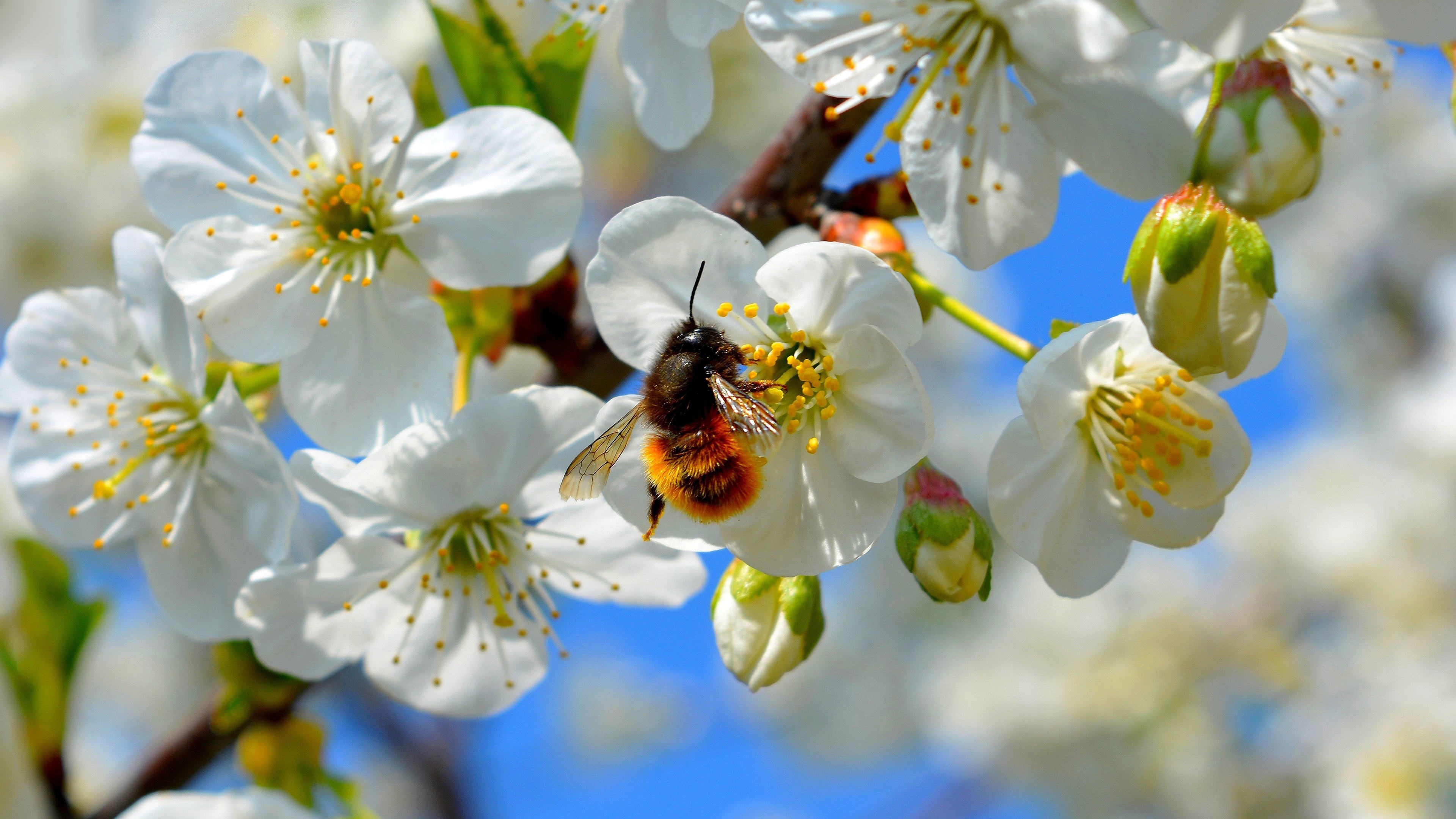 Какие отношения между яблоней и домашней пчелой. Шмель опыляет яблоню. Опыление яблони пчелами. Цветы яблони. Пчела на цветущей яблоне.