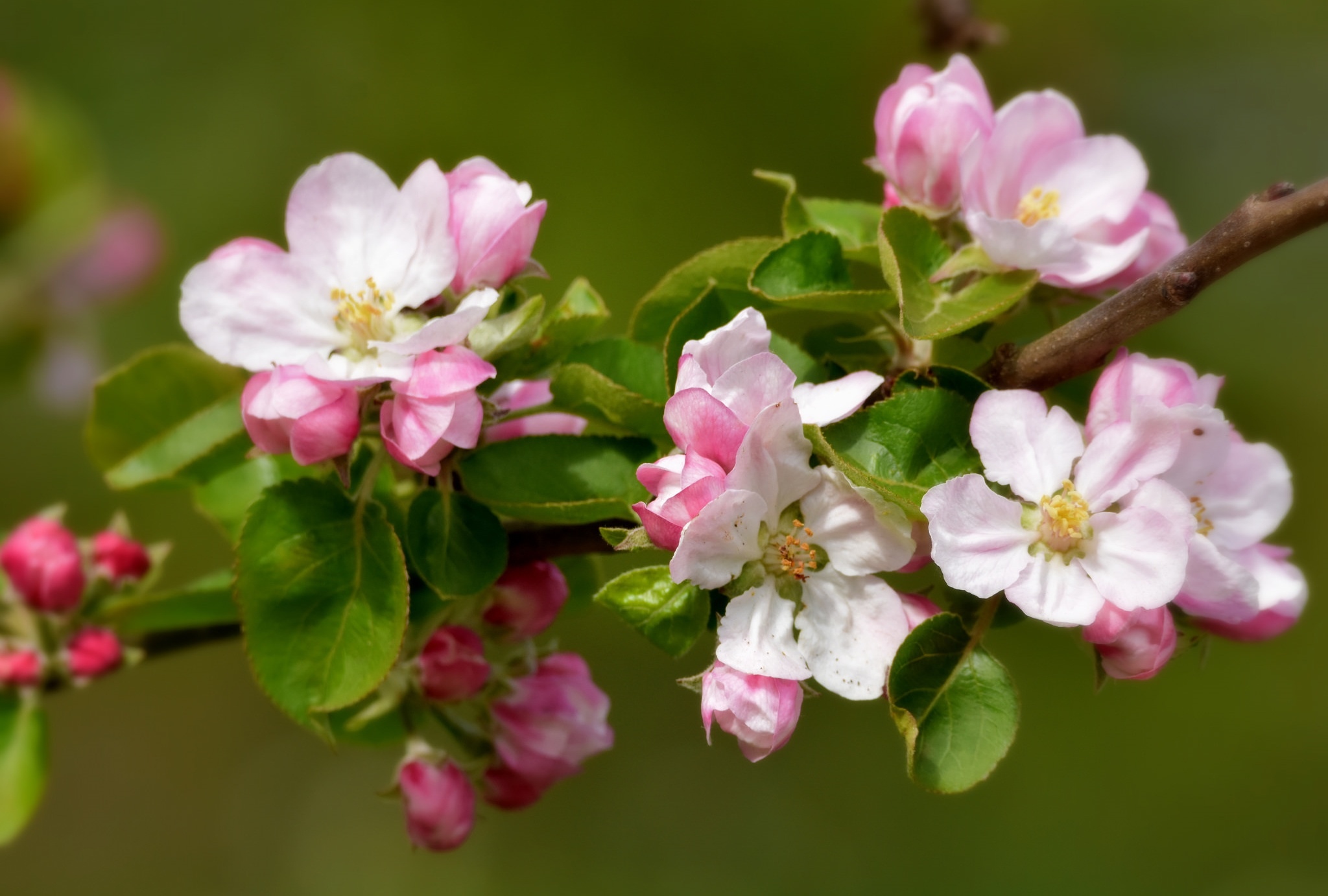 Цветущая ветка картинки. Яблоневый цвет (Malus domestica). Цветущая ветка яблони. Яблоня вишнеплодная.