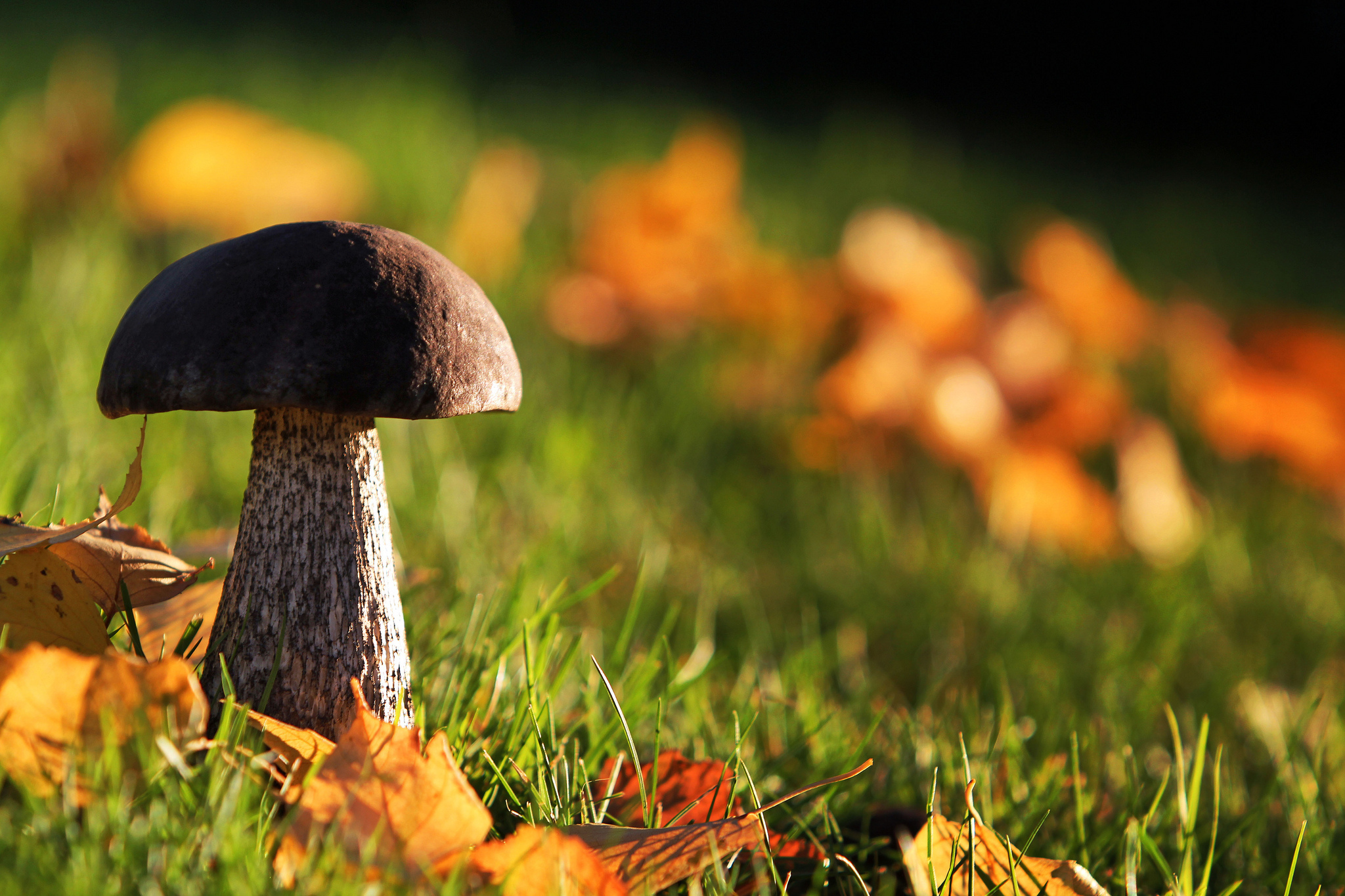 Грибы для людей и природы. Грибы осенью. Осень грибы. Осенние грибы картинки. Осень лес грибы.