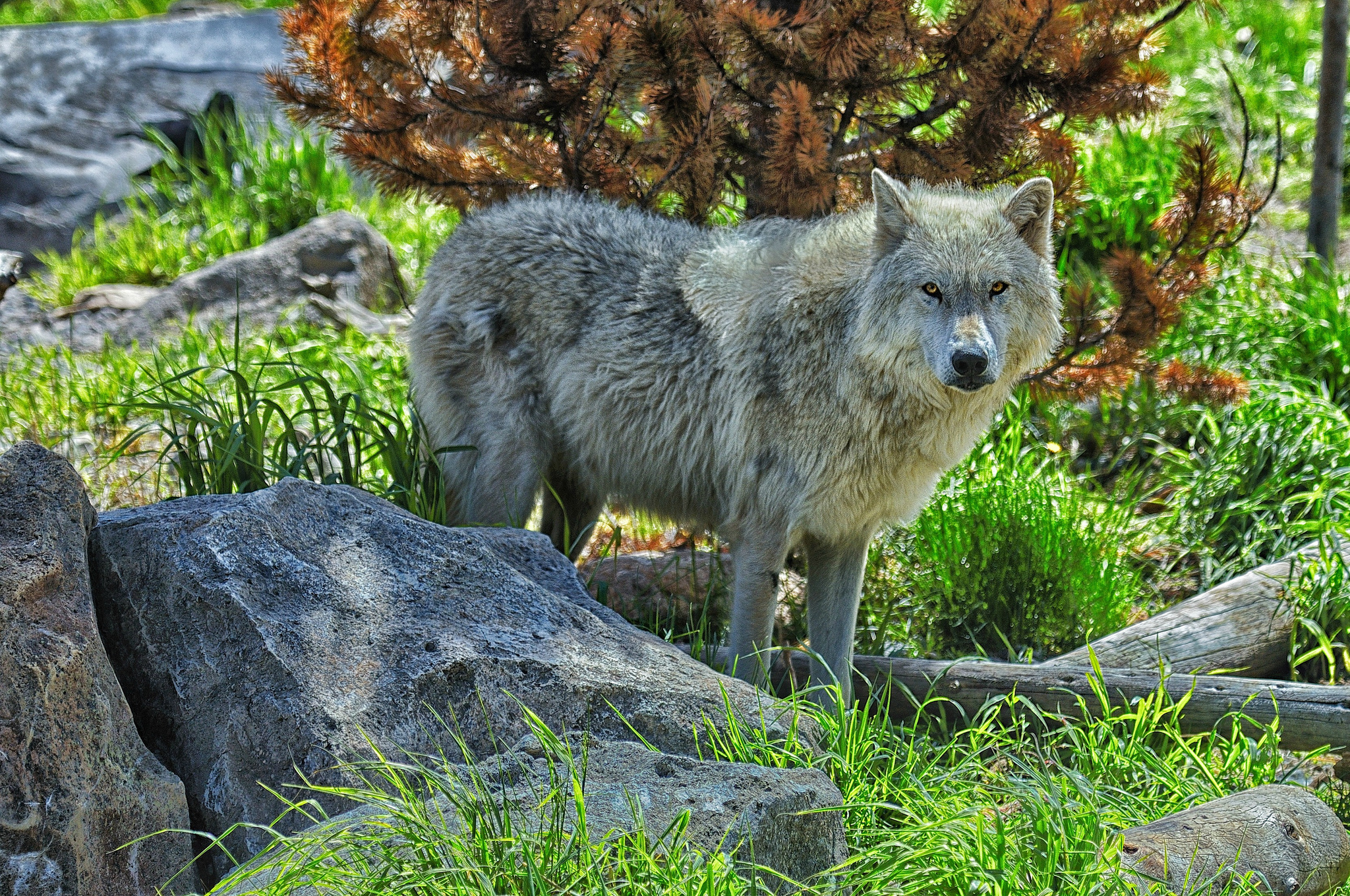 Природу про волков. Карпатский волк. Волк переярок. Тибетский волк. Мегафауны волк.