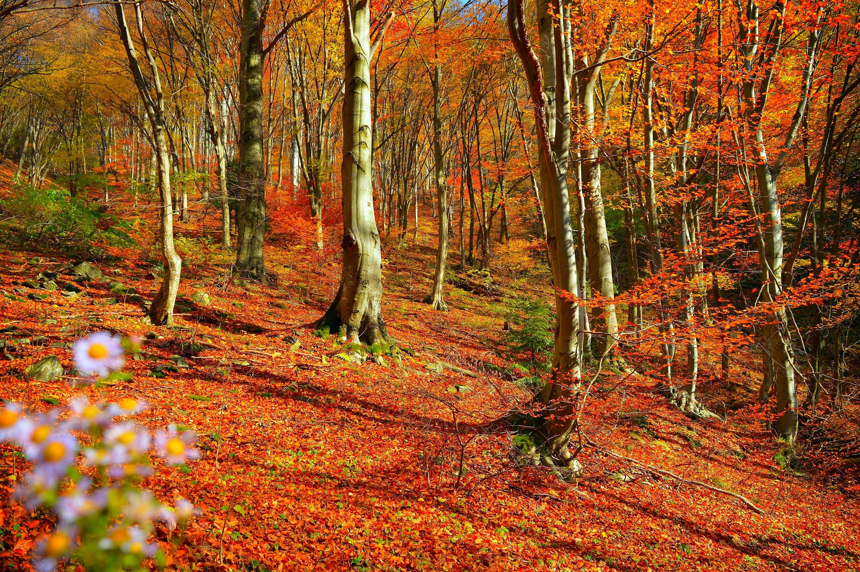 Осенний лес очень красивые. Осенний лес. Осенний лес листопад. Осень в лесу. Осень листопад.