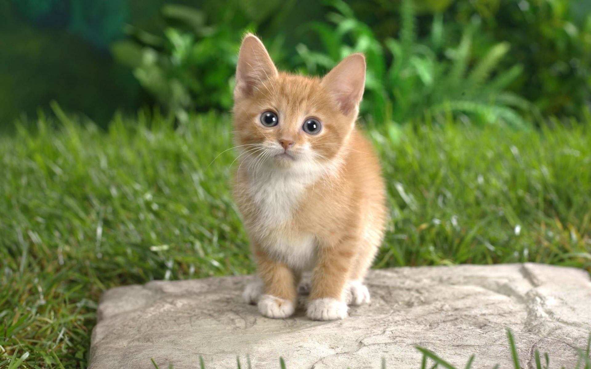 Conejo con gato