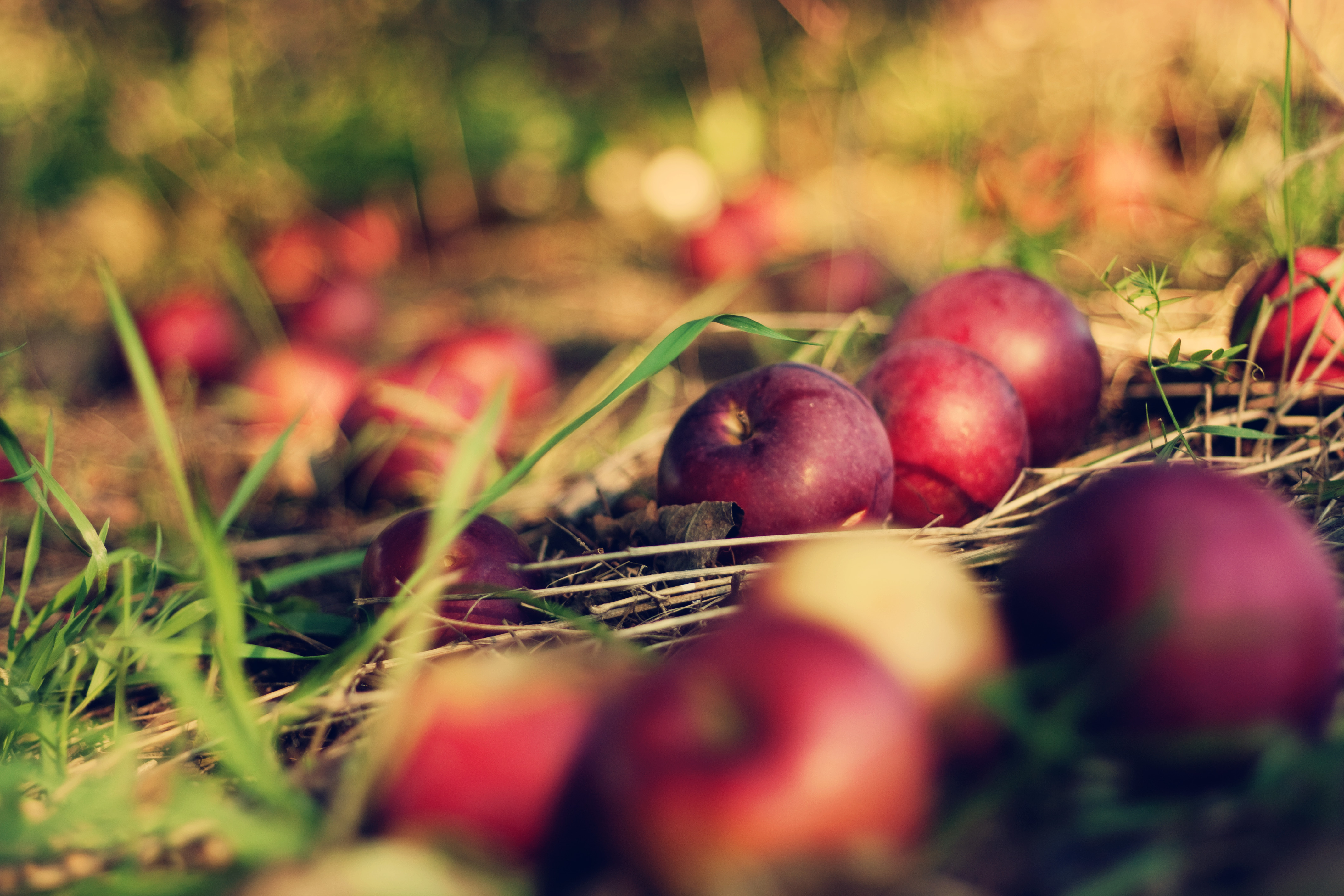 Фруктовая трава. Осень фрукты. Осень яблоки. Лето август. Яблоки на траве.