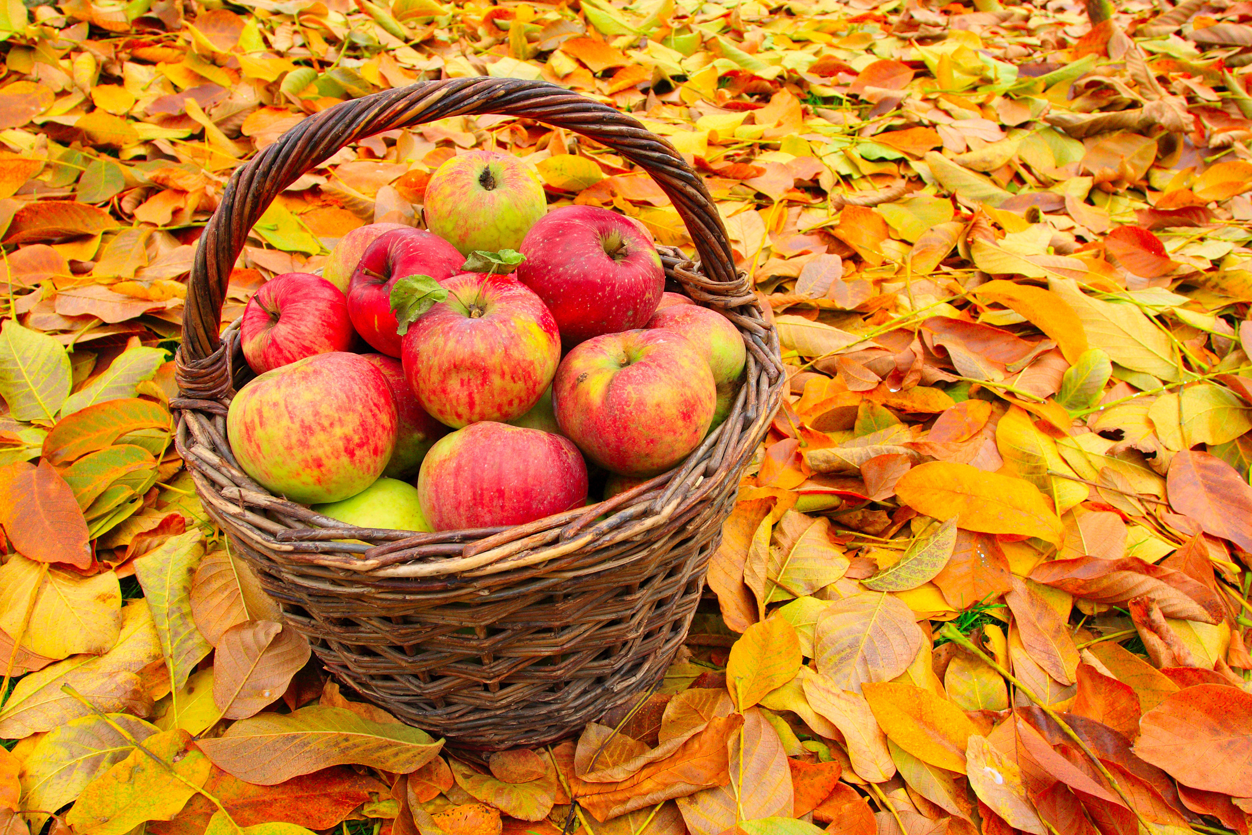 Осенью с яблони собрали яблоки желтые зеленые. Осенний урожай. Осень яблоки. Плоды осени. Дары осени.