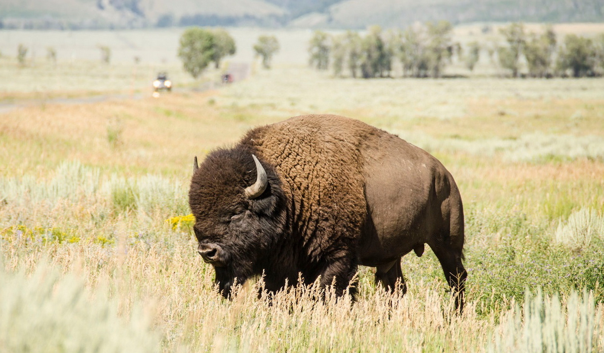 Бизоны фото и описание. Американский Степной Бизон. Равнинный Бизон. Бизоны в Северной Америке. Бизон (Bison Bison).
