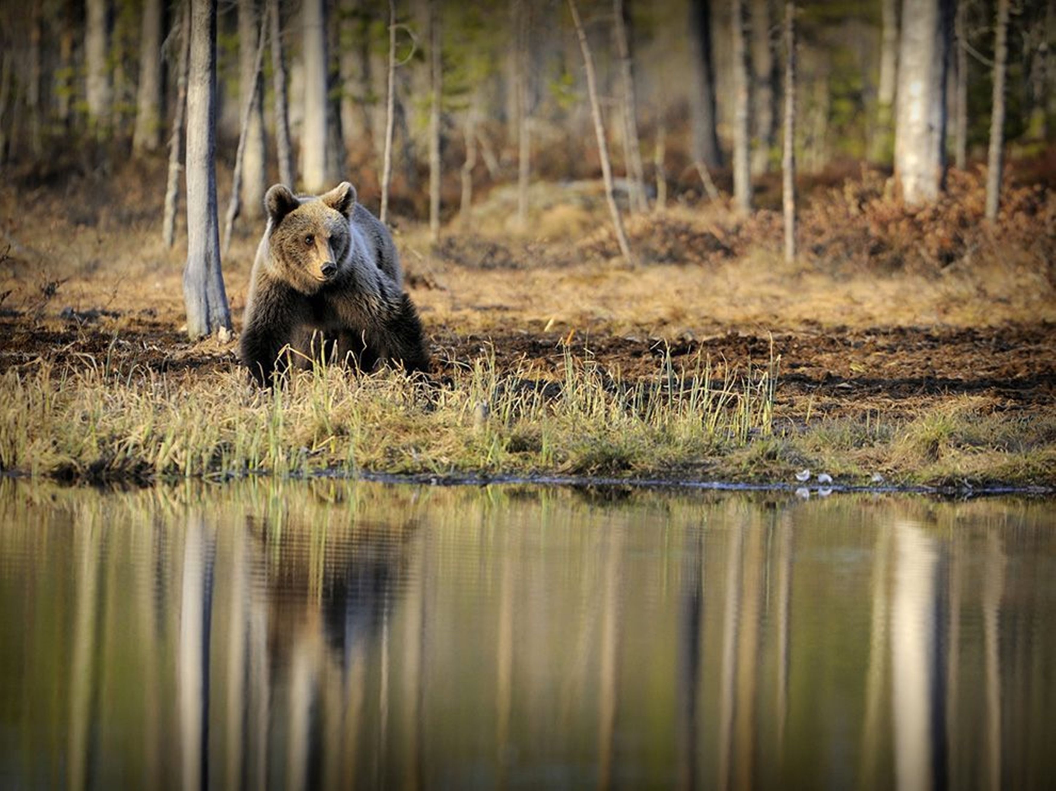 Дика природа ютуб. Звери в лесу. Медведь в лесу. Дикие животные в лесу. Медведь в природе.