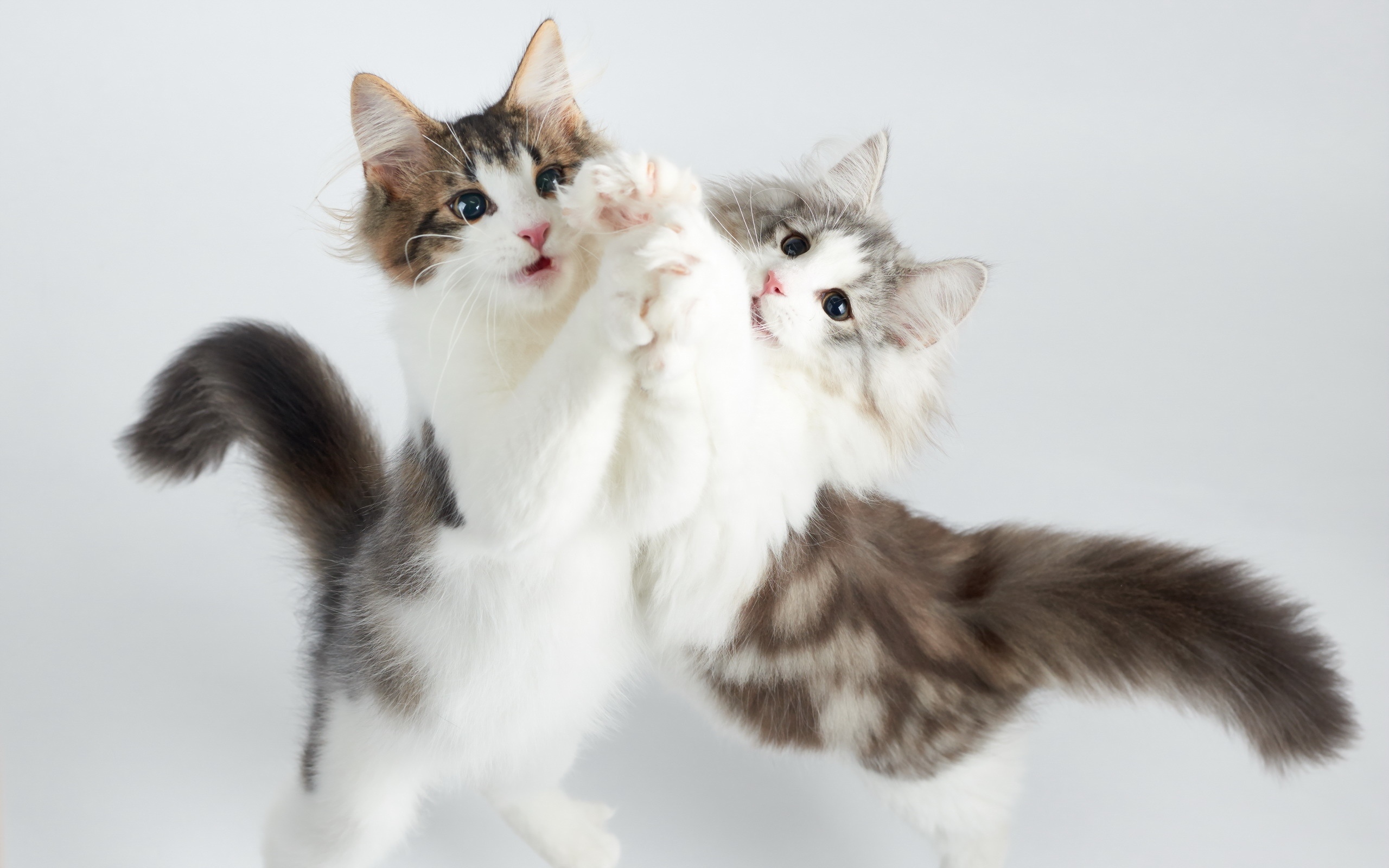 Киса 5. Танцующие котики. Два кота танцуют. Котята. Котенок танцует.
