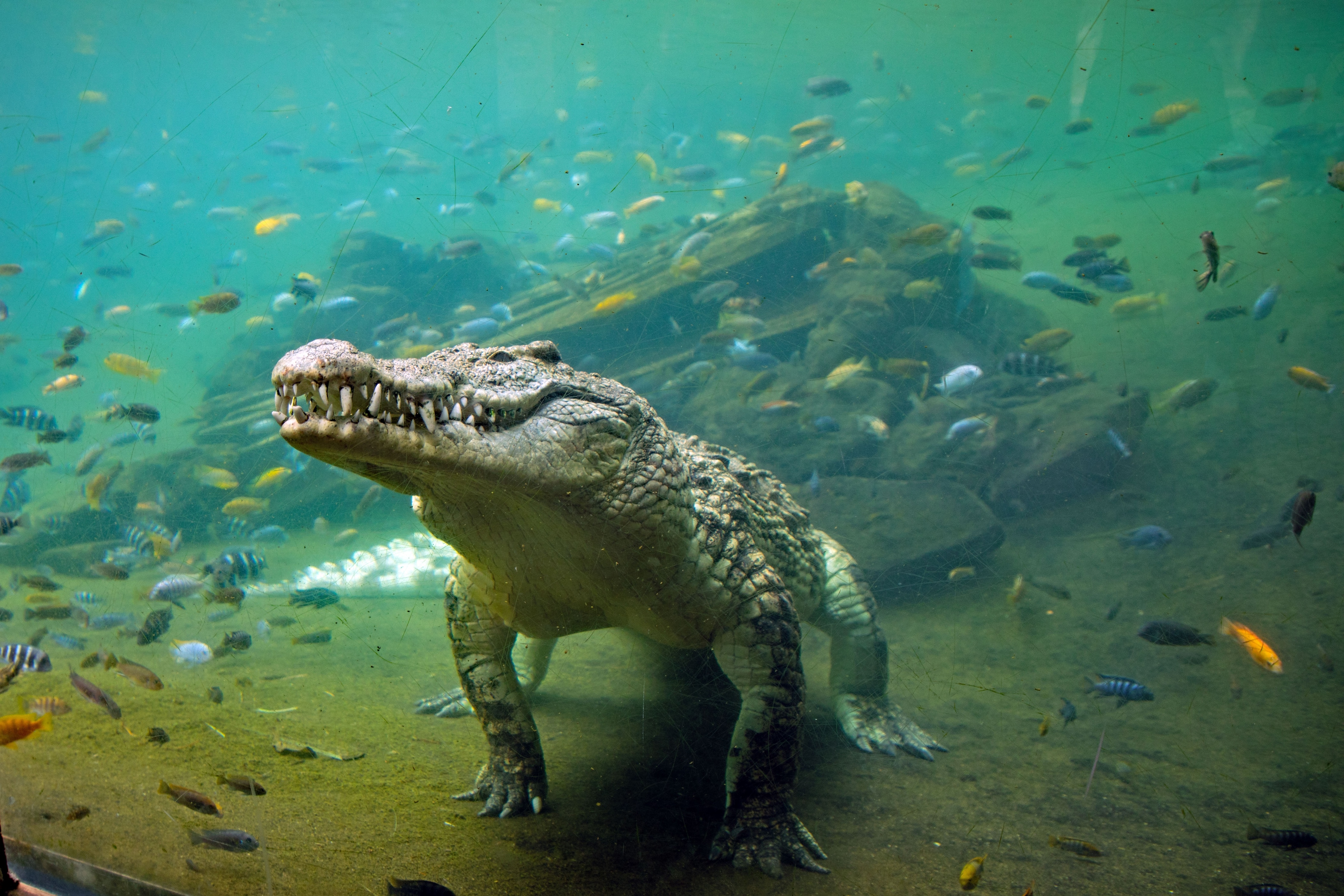 Крокодилы в соленой воде. Гребнистый крокодил в реке. Нильский Аллигатор. Аллигатор Речной. Гребнистый крокодил плывущий.