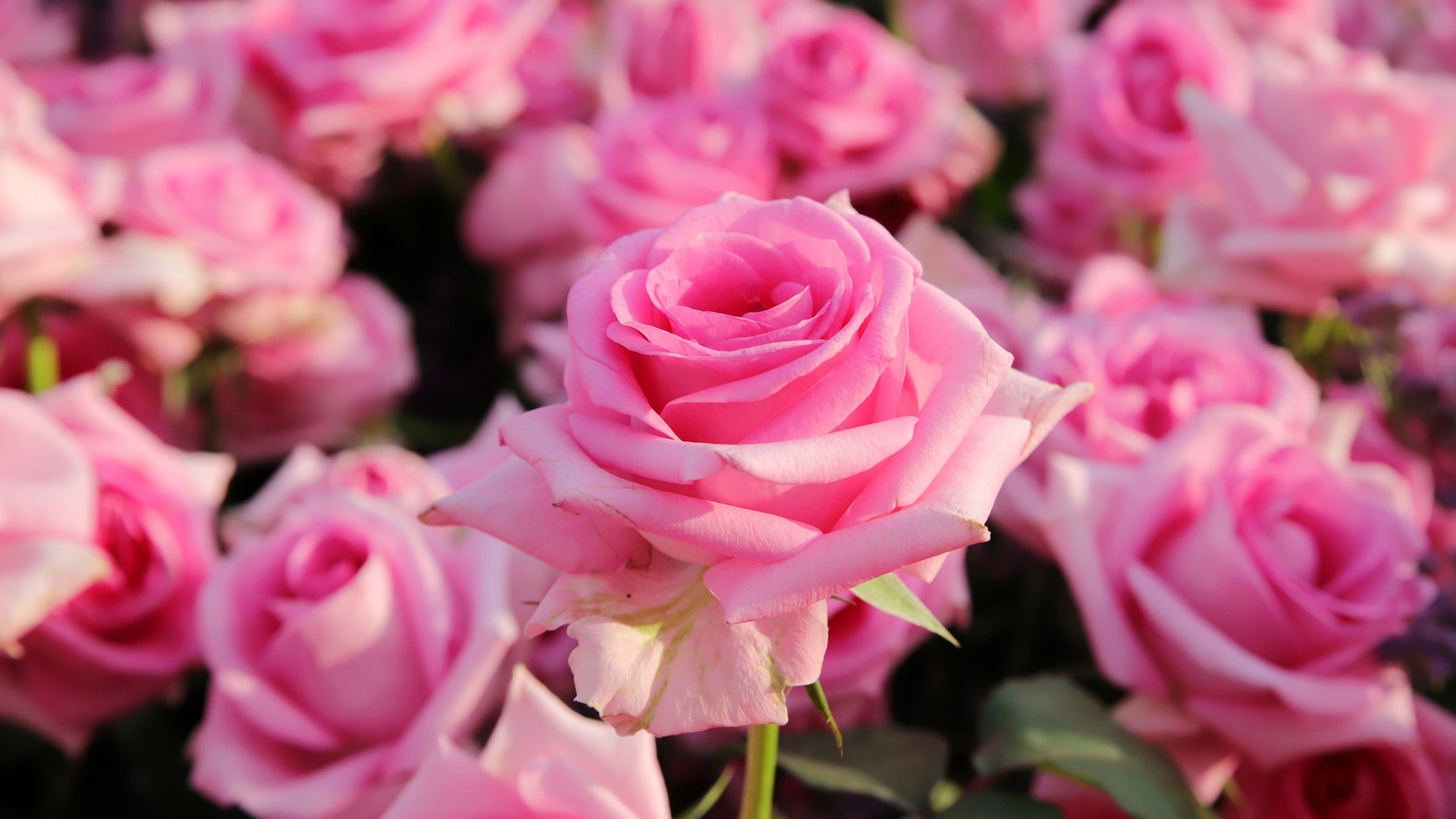 Розые розы. Розовые розы. Цветы розы розовые. Розы обои.