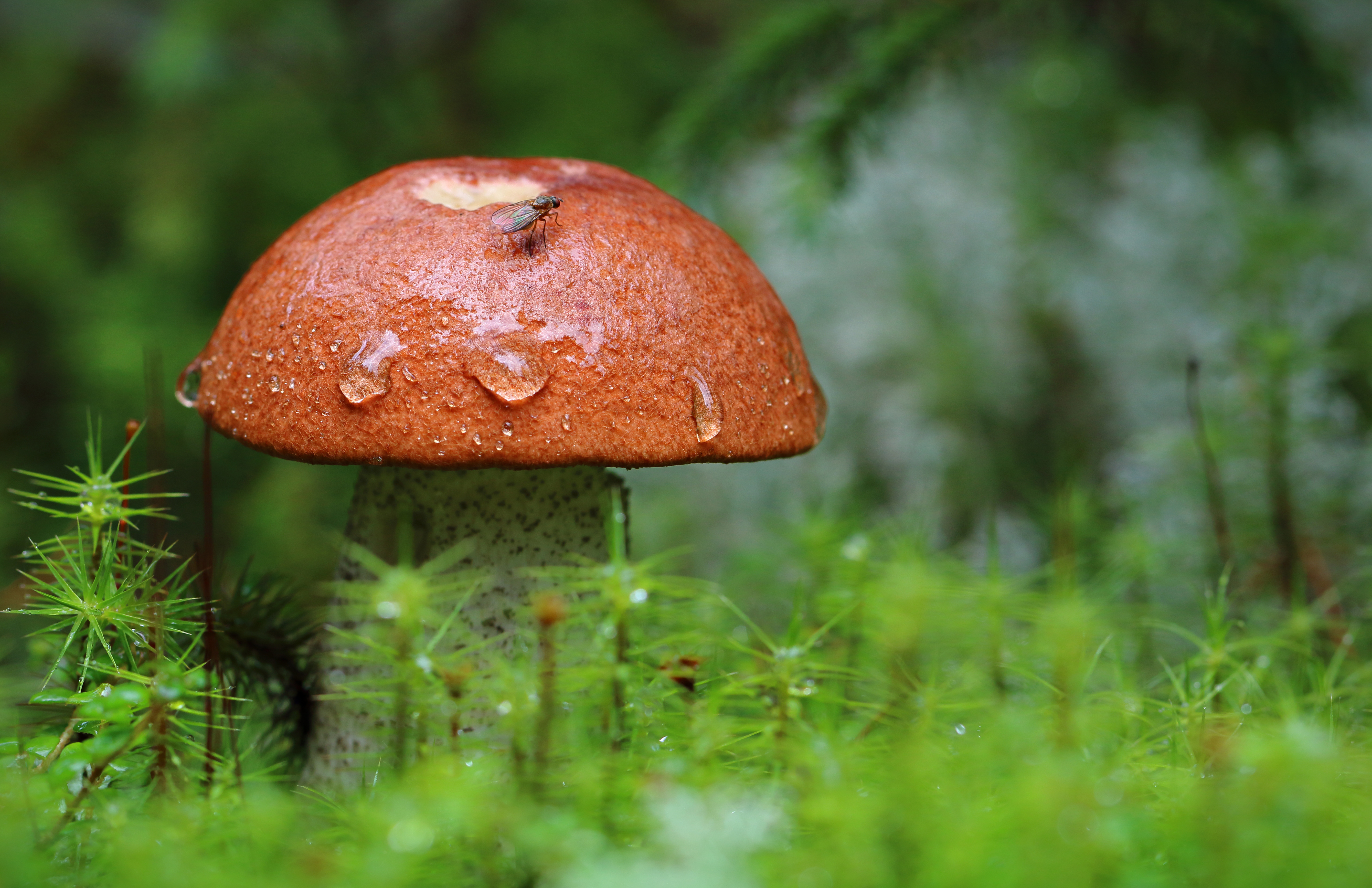 Природа макро гриб