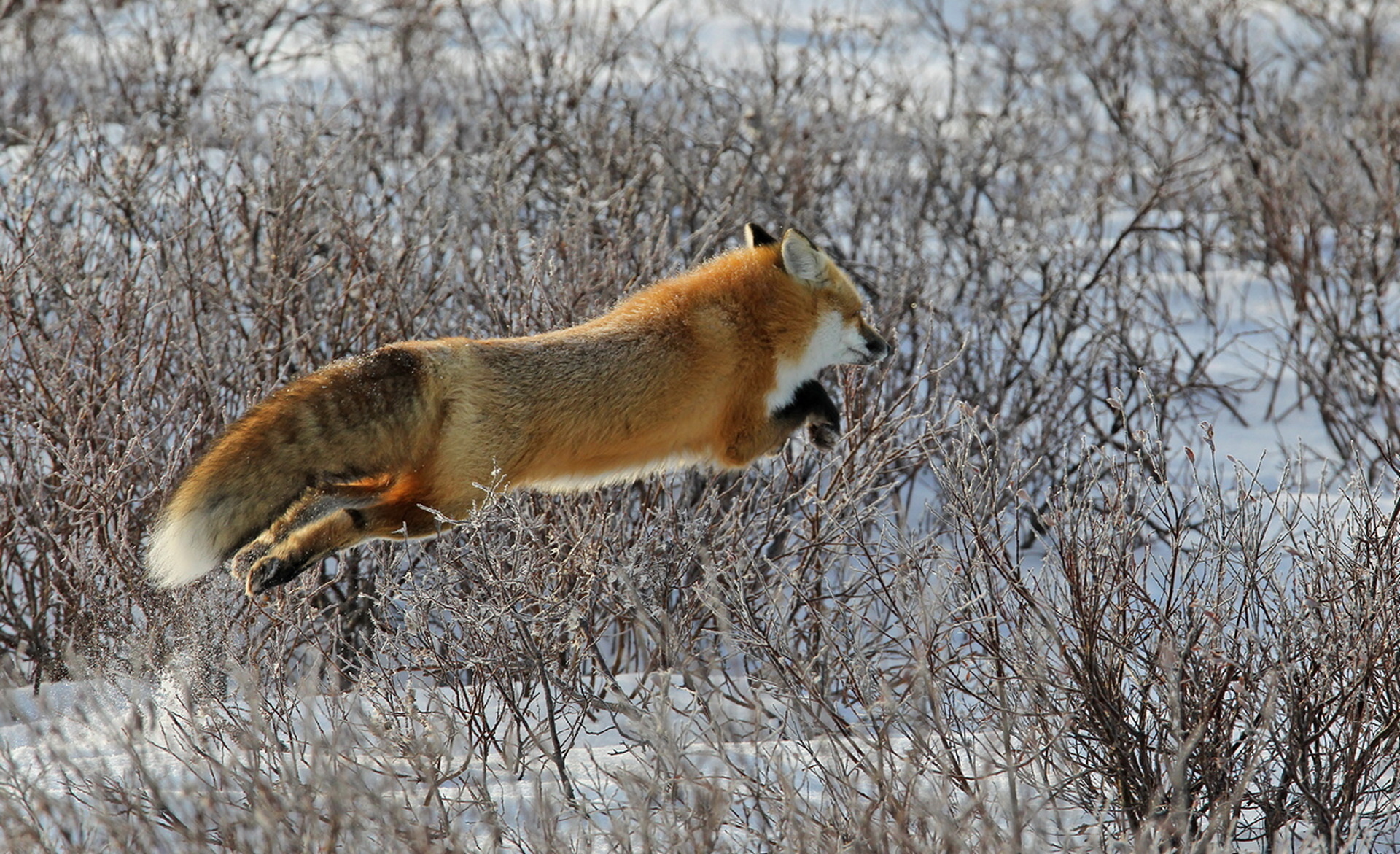 Охота на лису волка. Уссурийская обыкновенная лисица. Лиса охотится. Хвост лисы. Лиса с пушистым хвостом.
