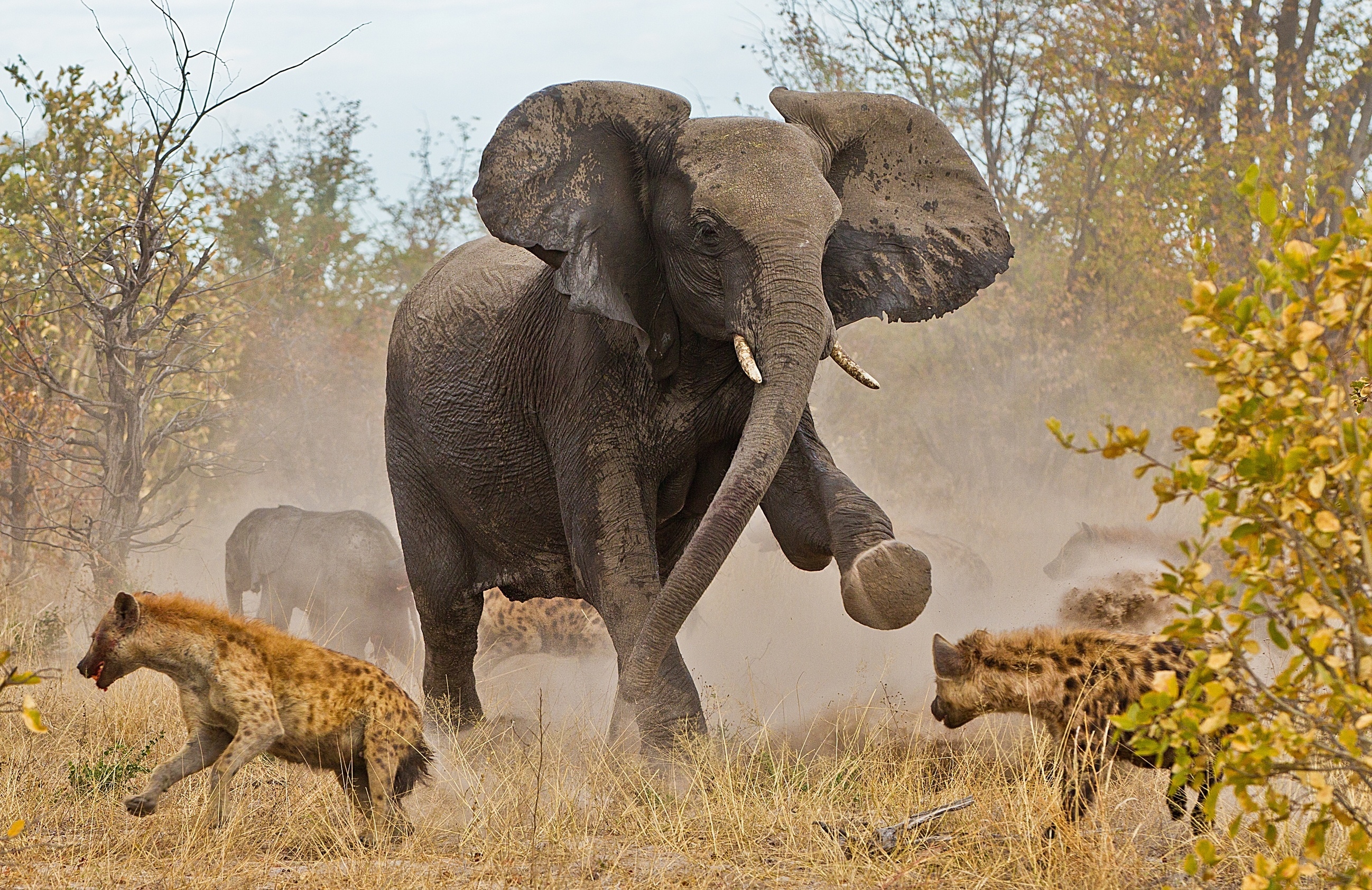 Есть мама у слоненка. Африканский саванный слон. Слон в саванне. Злой слон.
