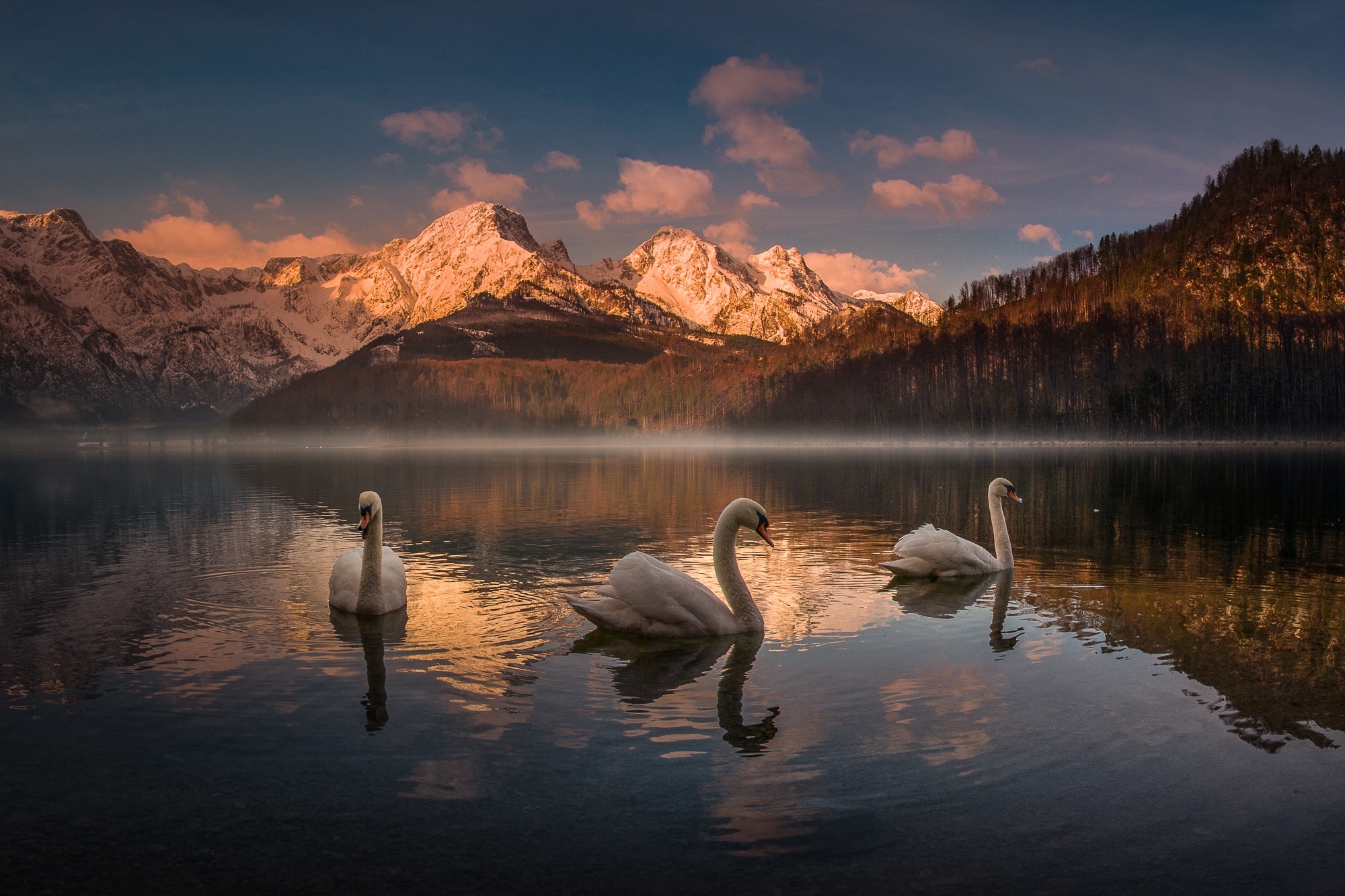 Будет озеро будут лебеди. Озеро Альмзе Австрия. Лебедушка Лебединое озеро. Лебеди на озере. Красивые пейзажи с лебедями.