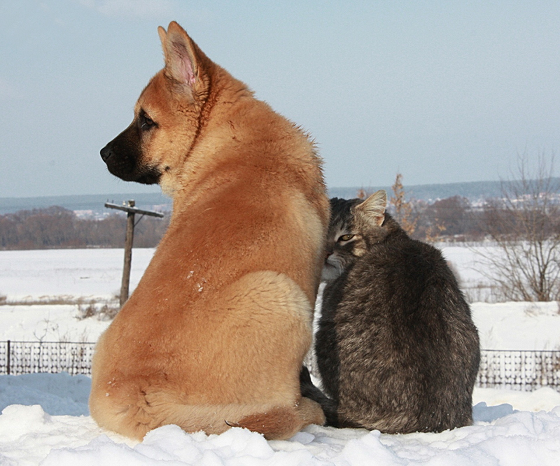 Легче переношу холод. Кот Платон и собака Булька. Дружба кота и собаки. Кот и собака друзья.