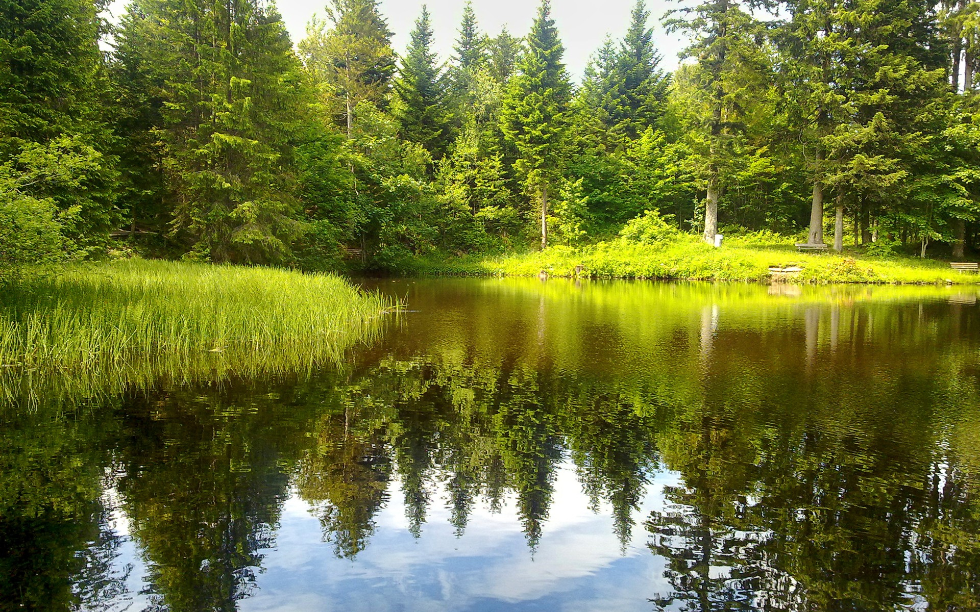 Лес на озере