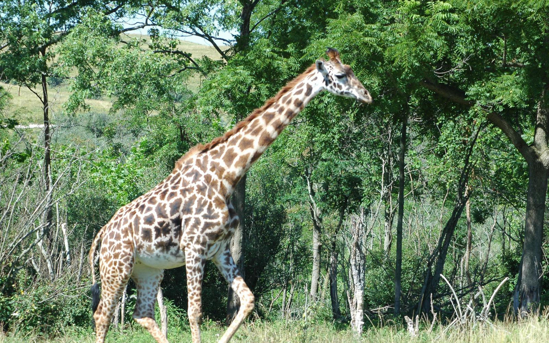 А у жирафа шея длинная. Шея жирафа. Длинный Жираф. Длинная шея жирафа. Вытянутая шея жирафа.