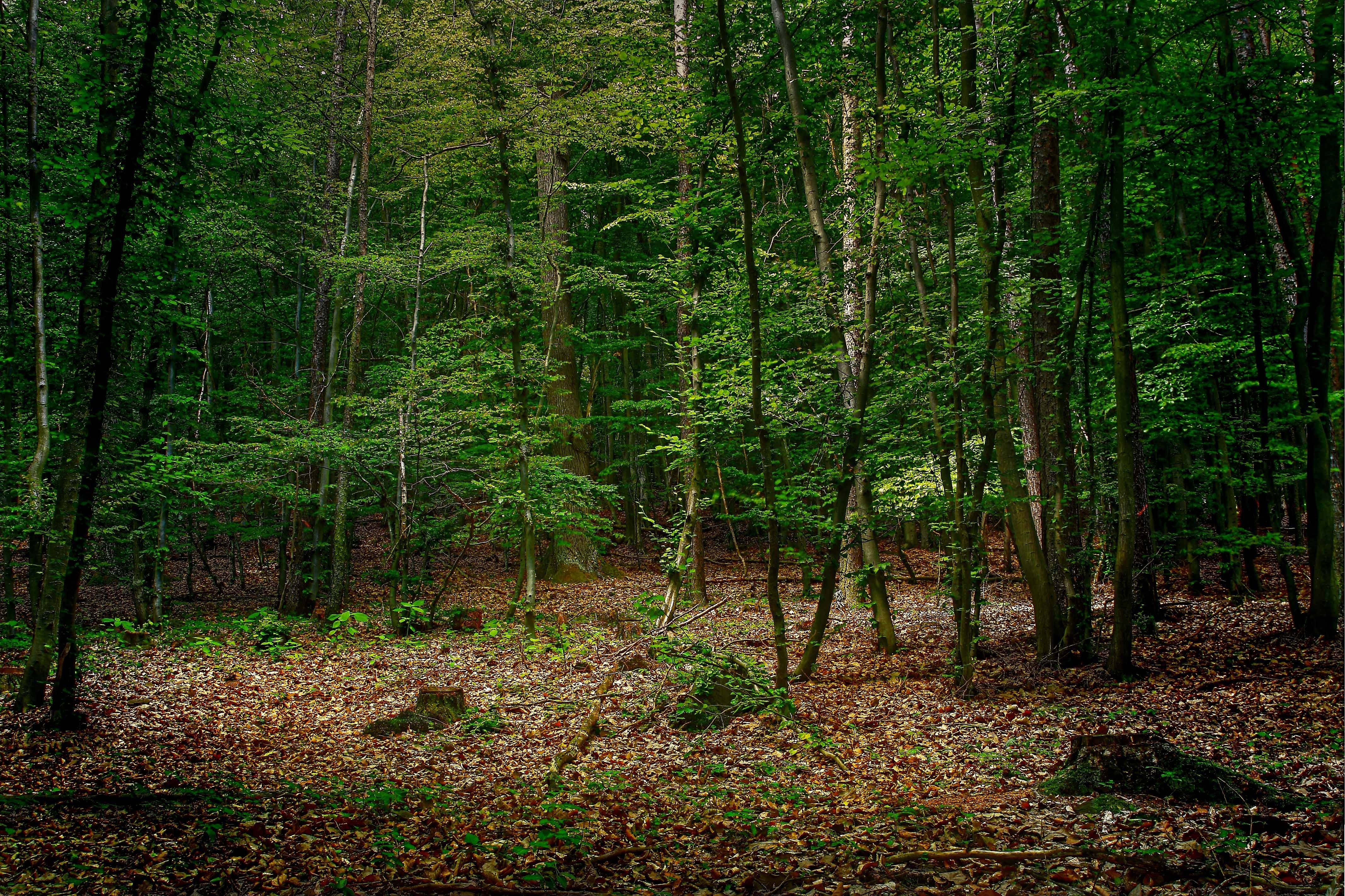 Ломаный лес. Беловежская пуща деревья. Еловый лес Ставропольский край. Тайга (хвойные леса) Сыктывкар. Лесные деревья.