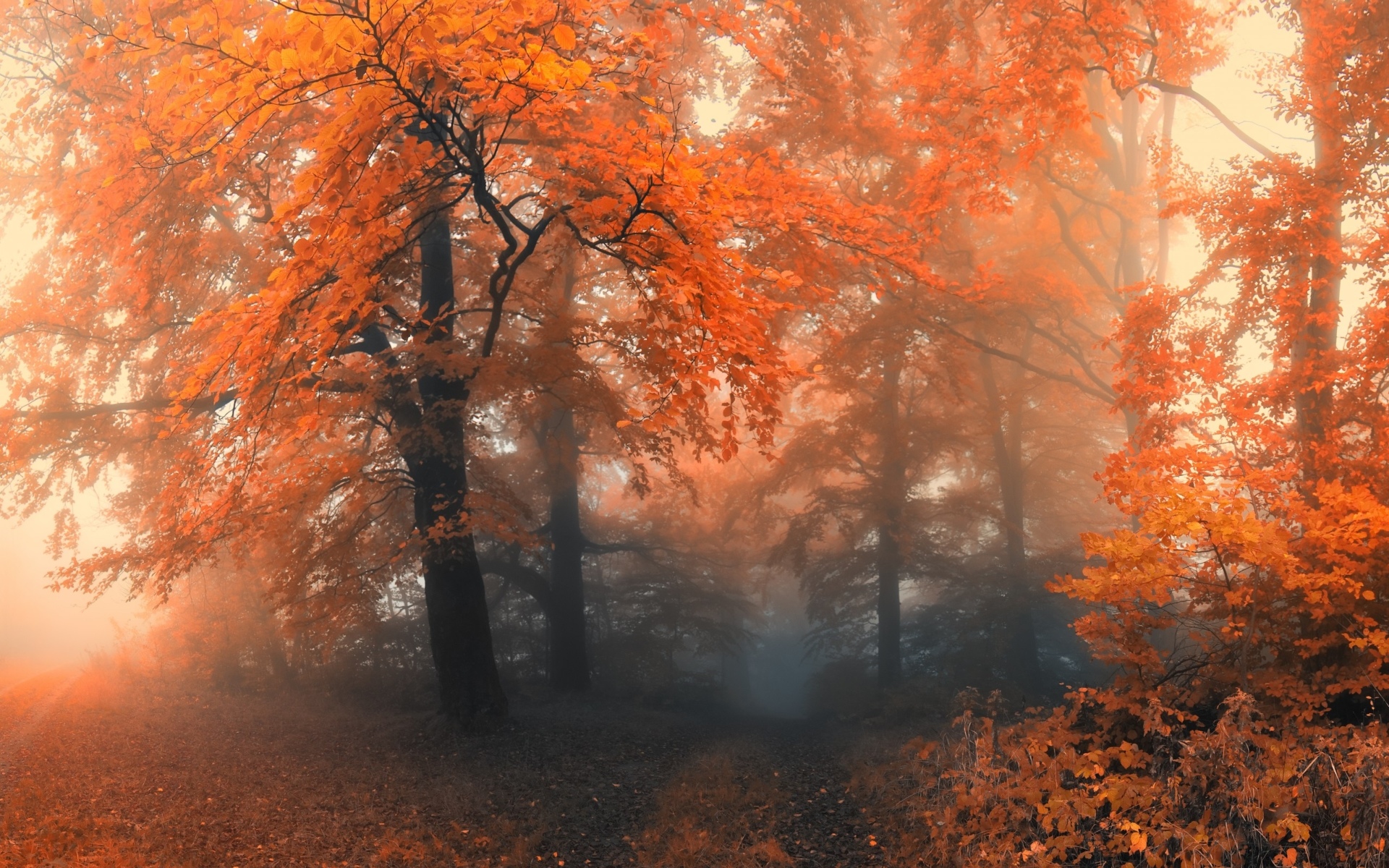 Обои лес, осень, туман на рабочий стол. 