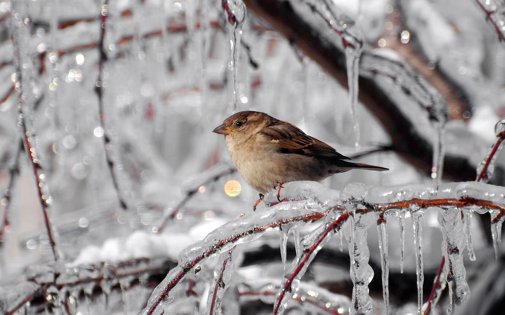 Птицы зимой в москве
