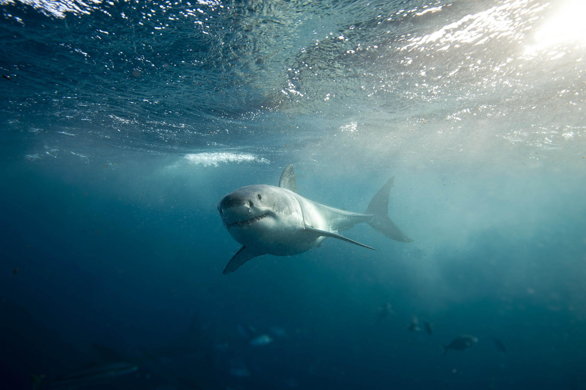 Ocean shark. Акулы Атлантического океана. Акула в море. Акула под водой. Подводный мир акулы.