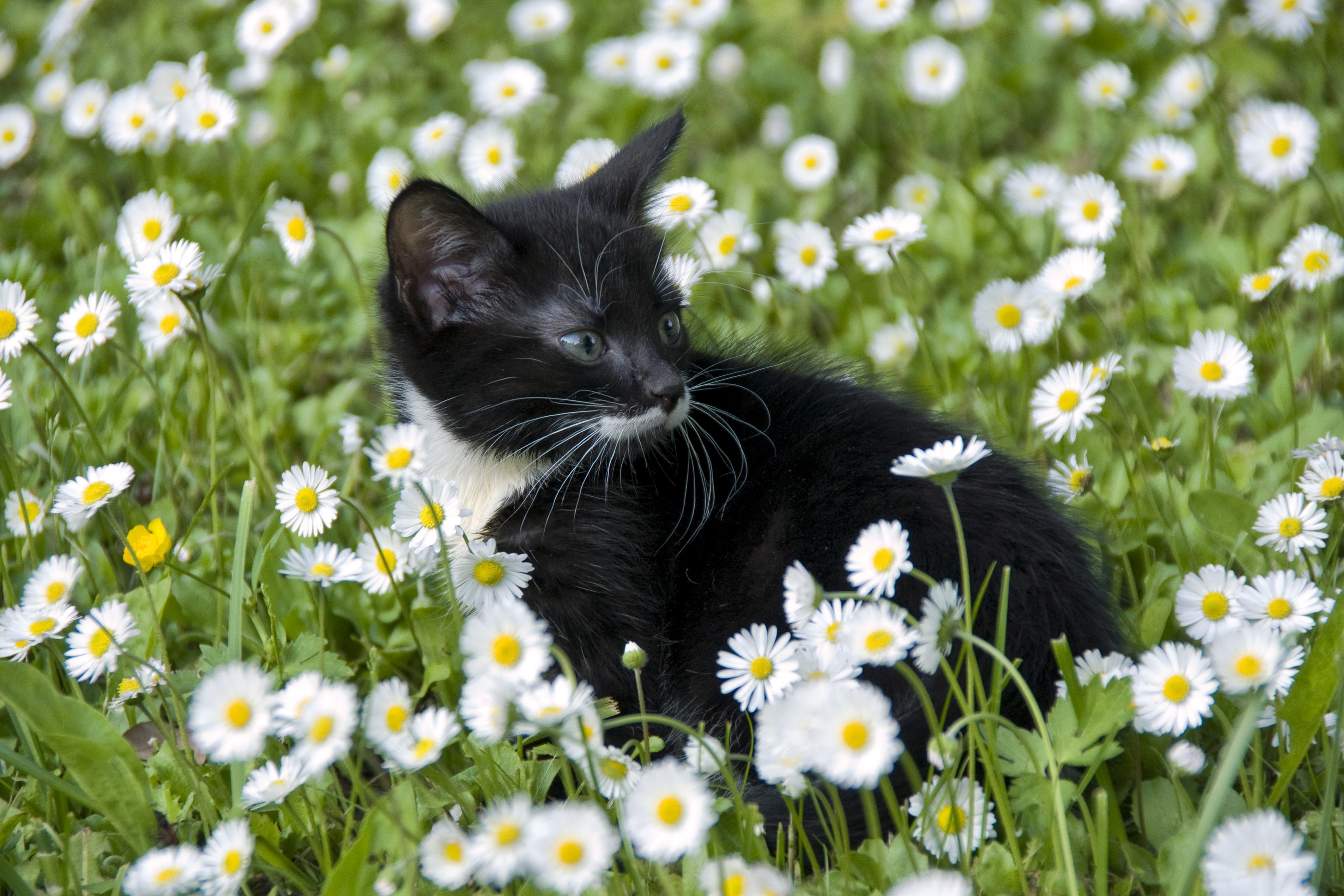 Ромашковая кошка. Кот в ромашках. Кот в цветах. Лето животные. Кошка на природе.