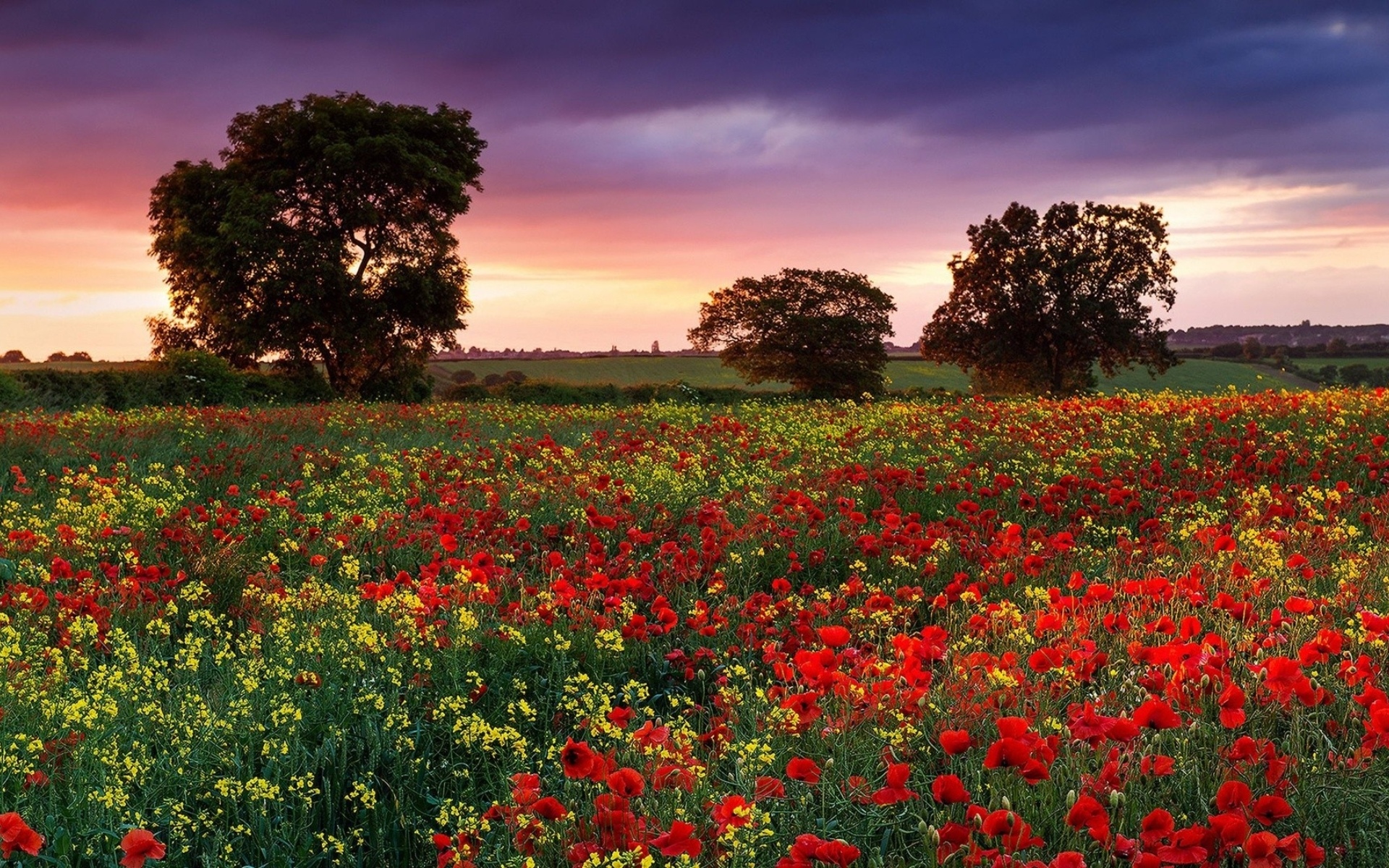 Летние картинки на рабочий. Маковые поля в Англии. Красивое лето. Пейзажи с цветами. Цветущее поле.