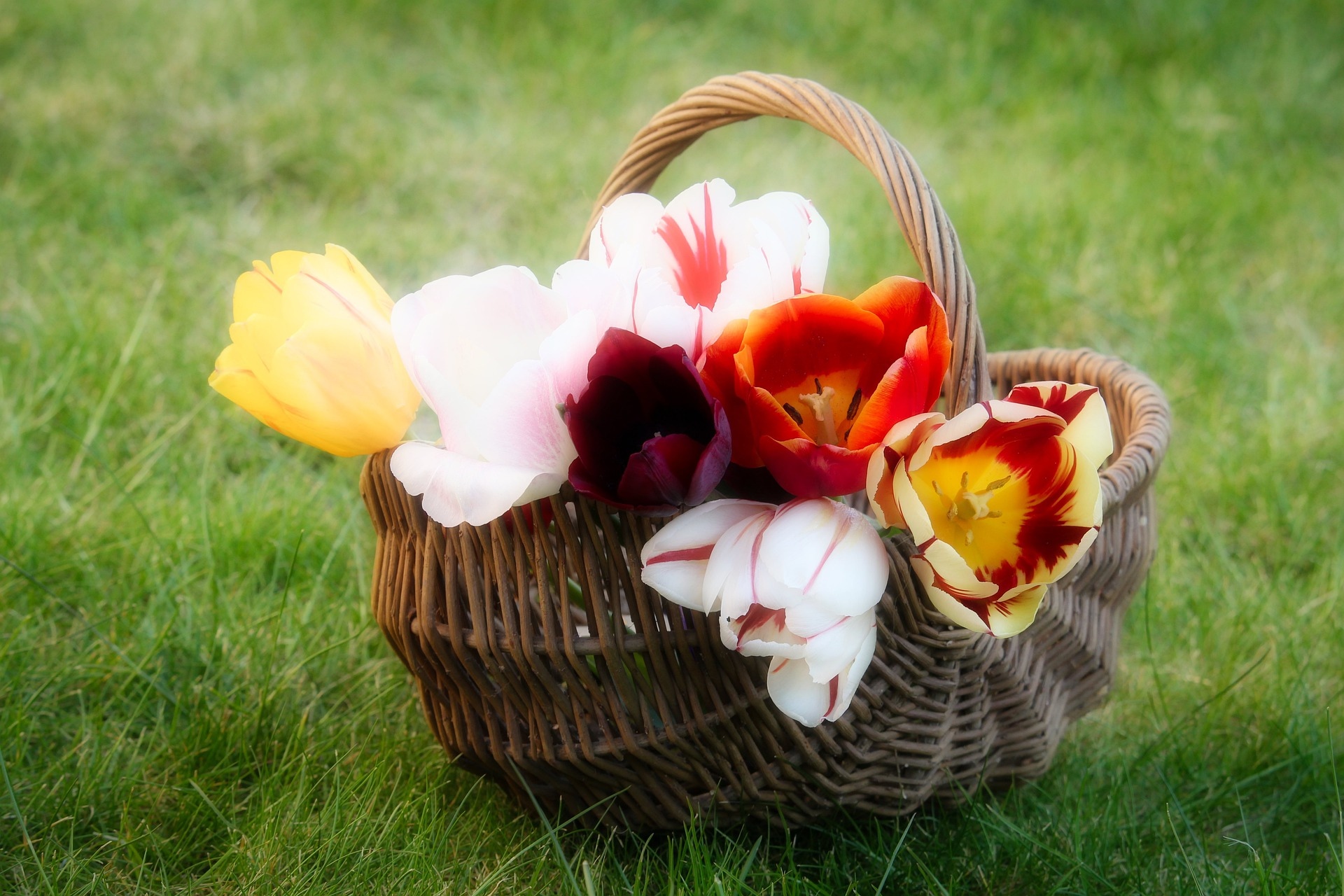 Тюльпаны в корзине картинки. Корзинка с тюльпанами. Корзина цветов «Весенняя». Корзина с весенними цветами. Цветы тюльпаны в корзинке.