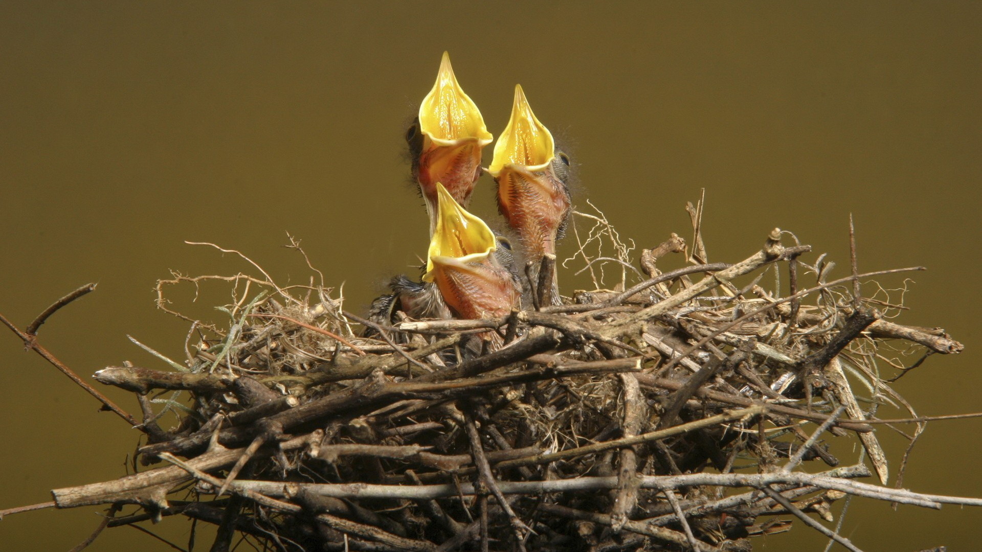 Голодные птенцы в гнезде. Птицы оберегают птенцов в гнезде. Гнездо с птенцами на голове.