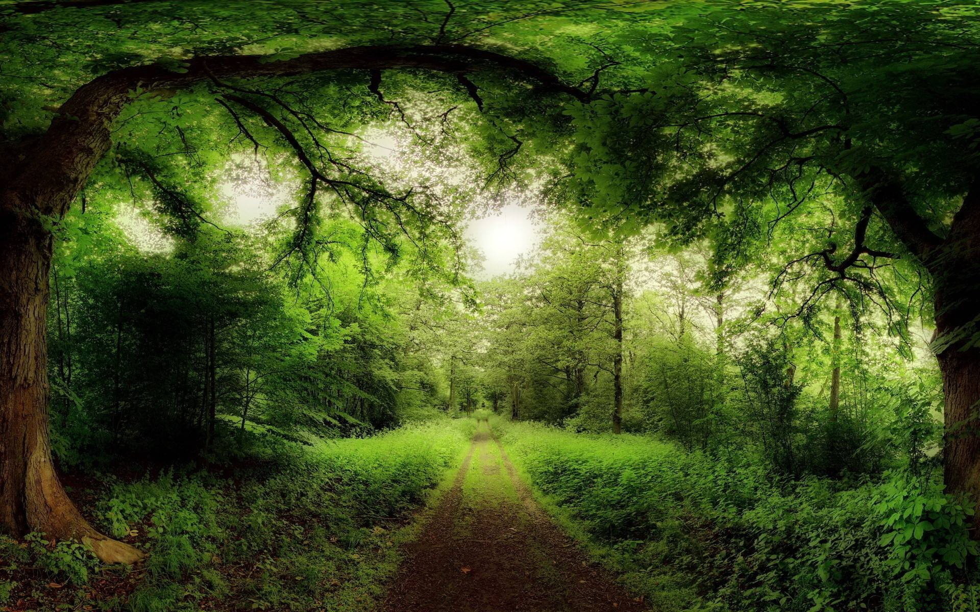 лес весь в зелени