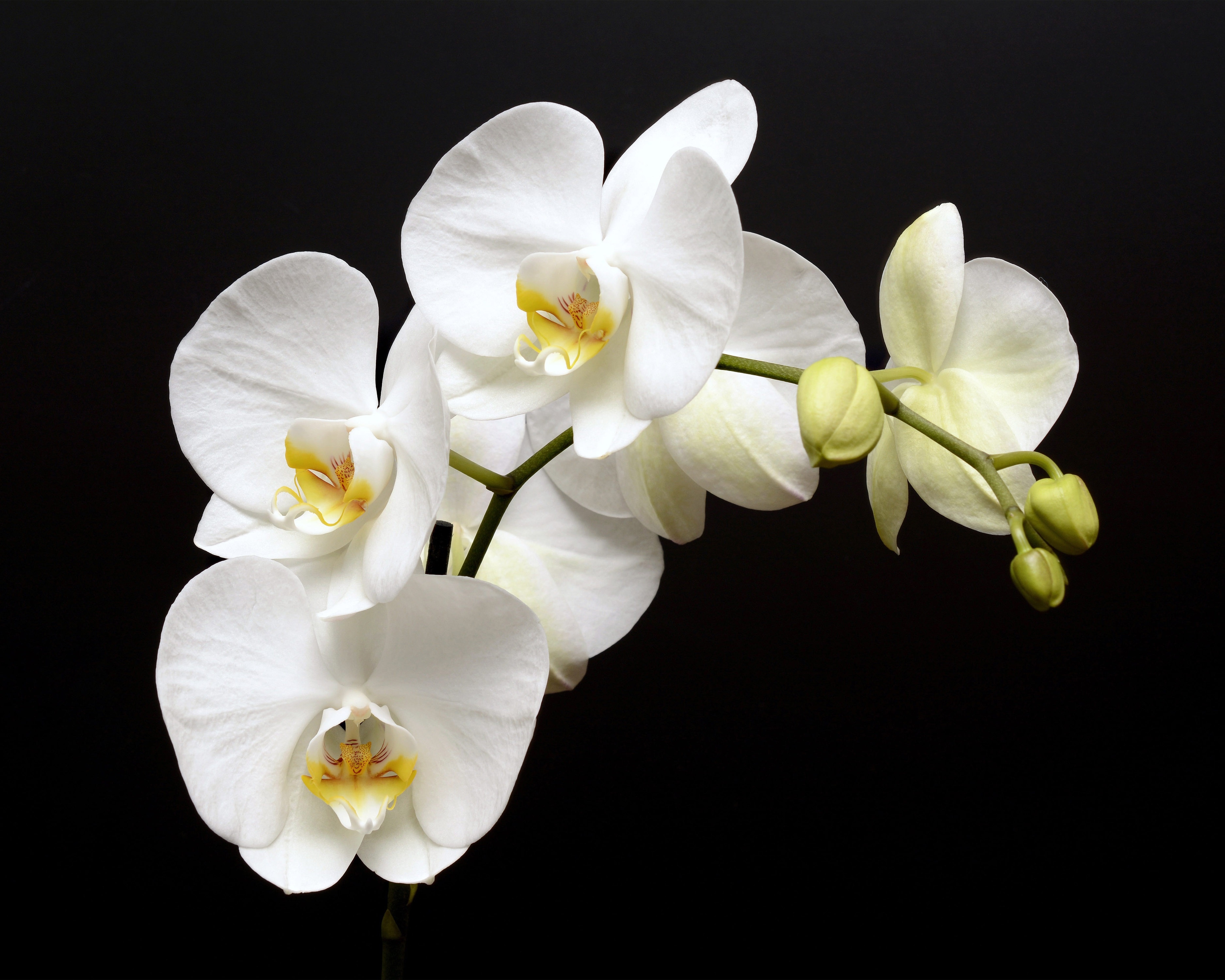 Flowers orchids. Фаленопсис белый. Орхидея фаленопсис Аляска. Фаленопсис Даймонд Уайт. Ветка орхидеи фаленопсис.