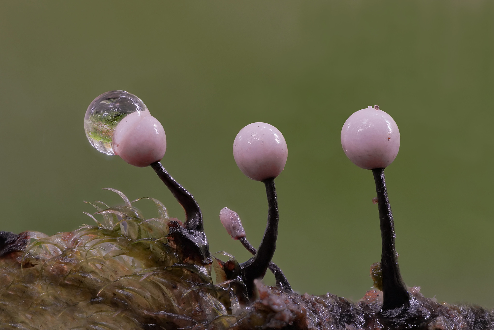 Плесневые грибы это низшие