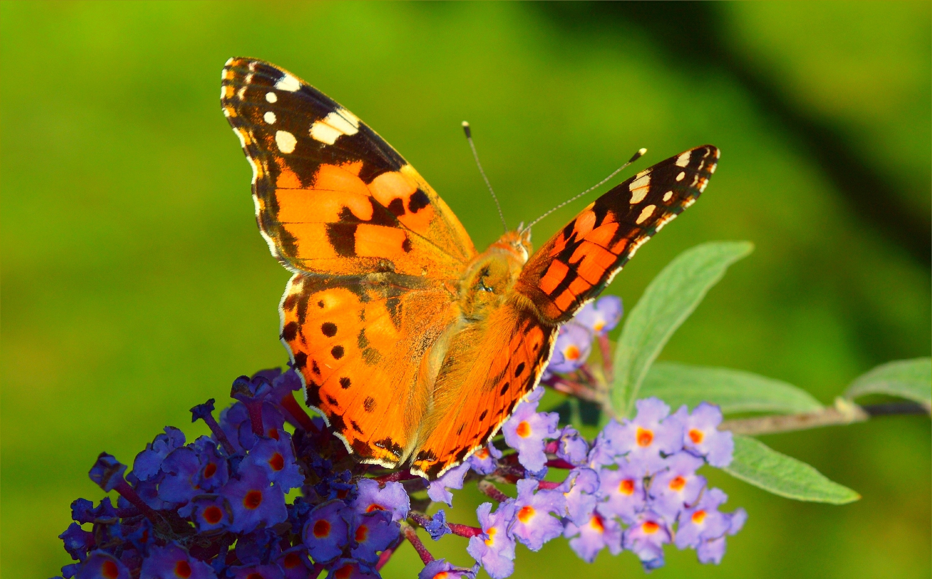 Красивые бабочки в природе