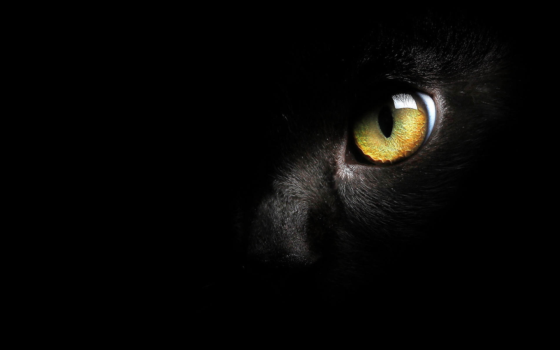 фанфик глаза пантеры светятся в ночи фото 65